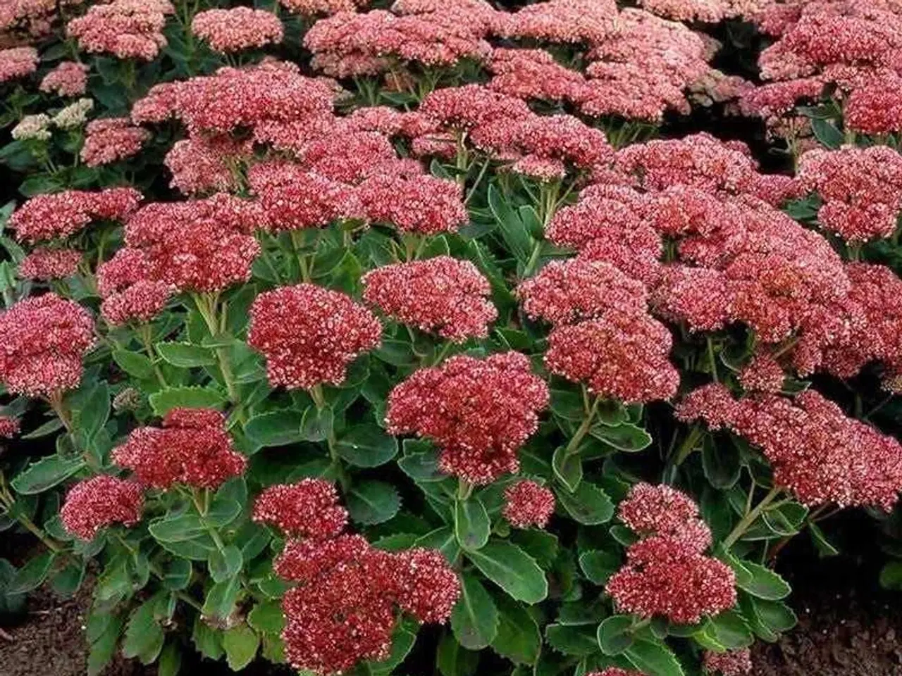 Billede 1 - Sankt Hans urt