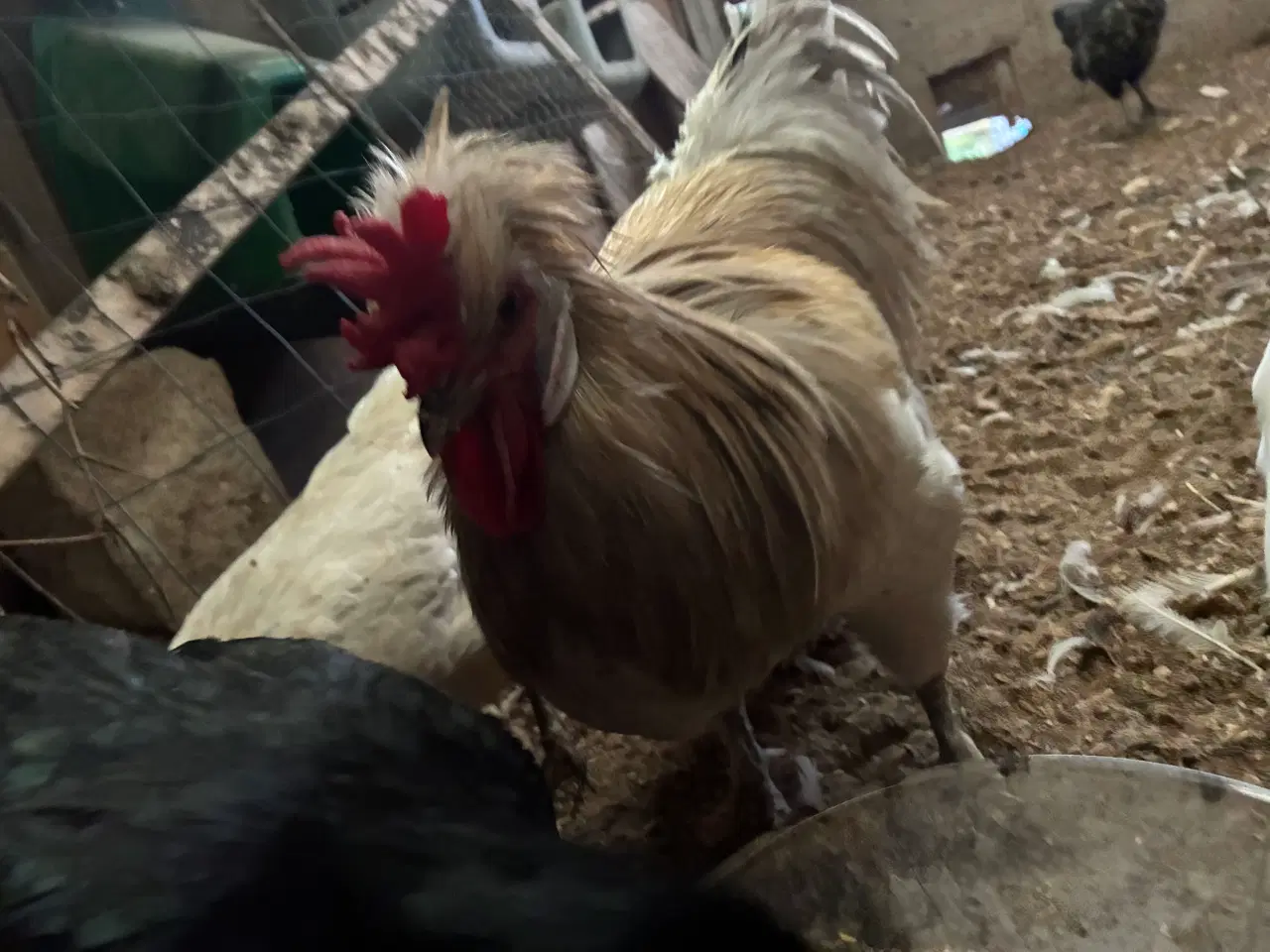 Billede 2 - Flot hvid beige hane med konge krone og gode befru