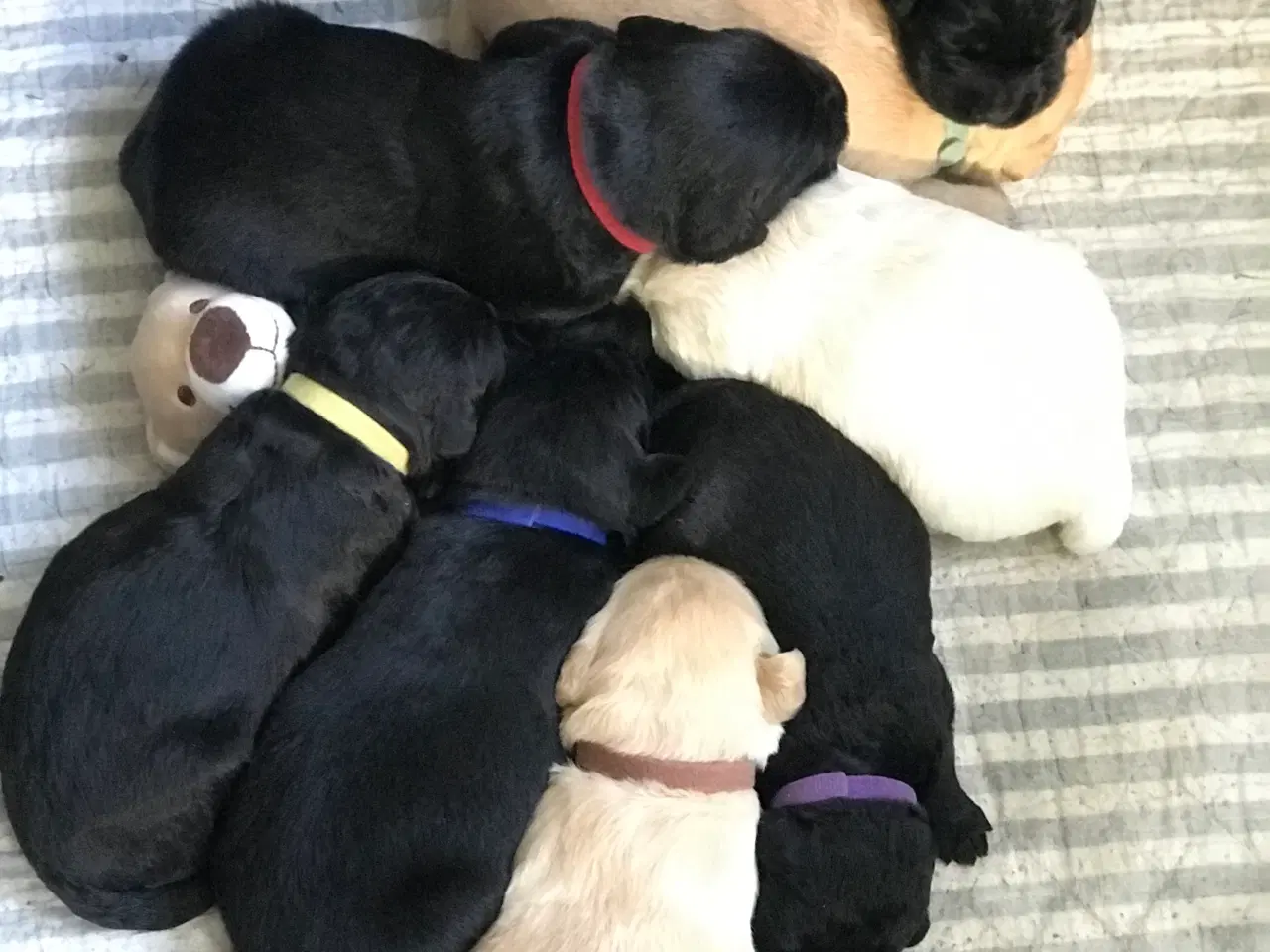 Billede 2 - doodledoodle hvalpe en skøn familiehund, fra 18/6