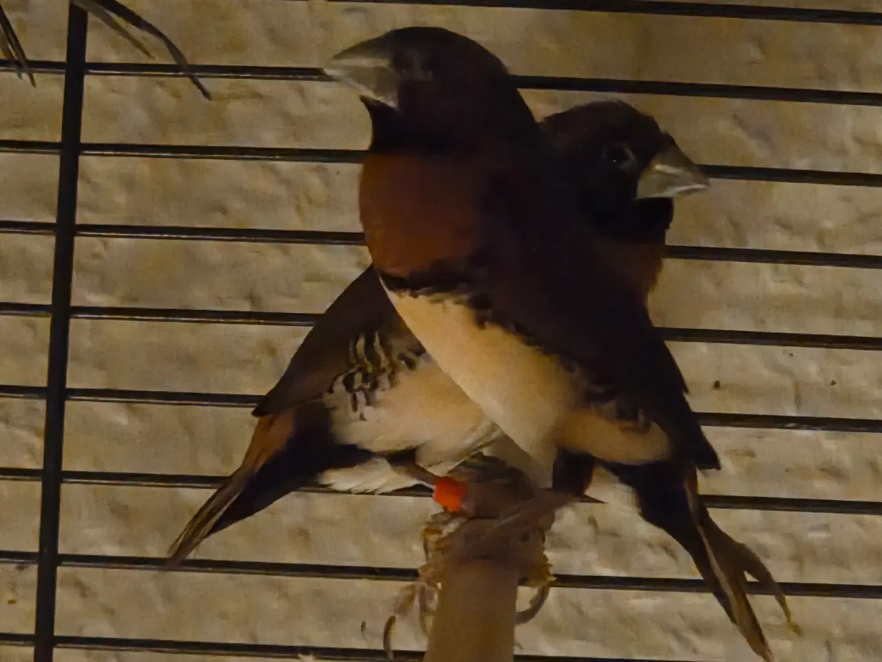 Billede 4 - Finker sælges 