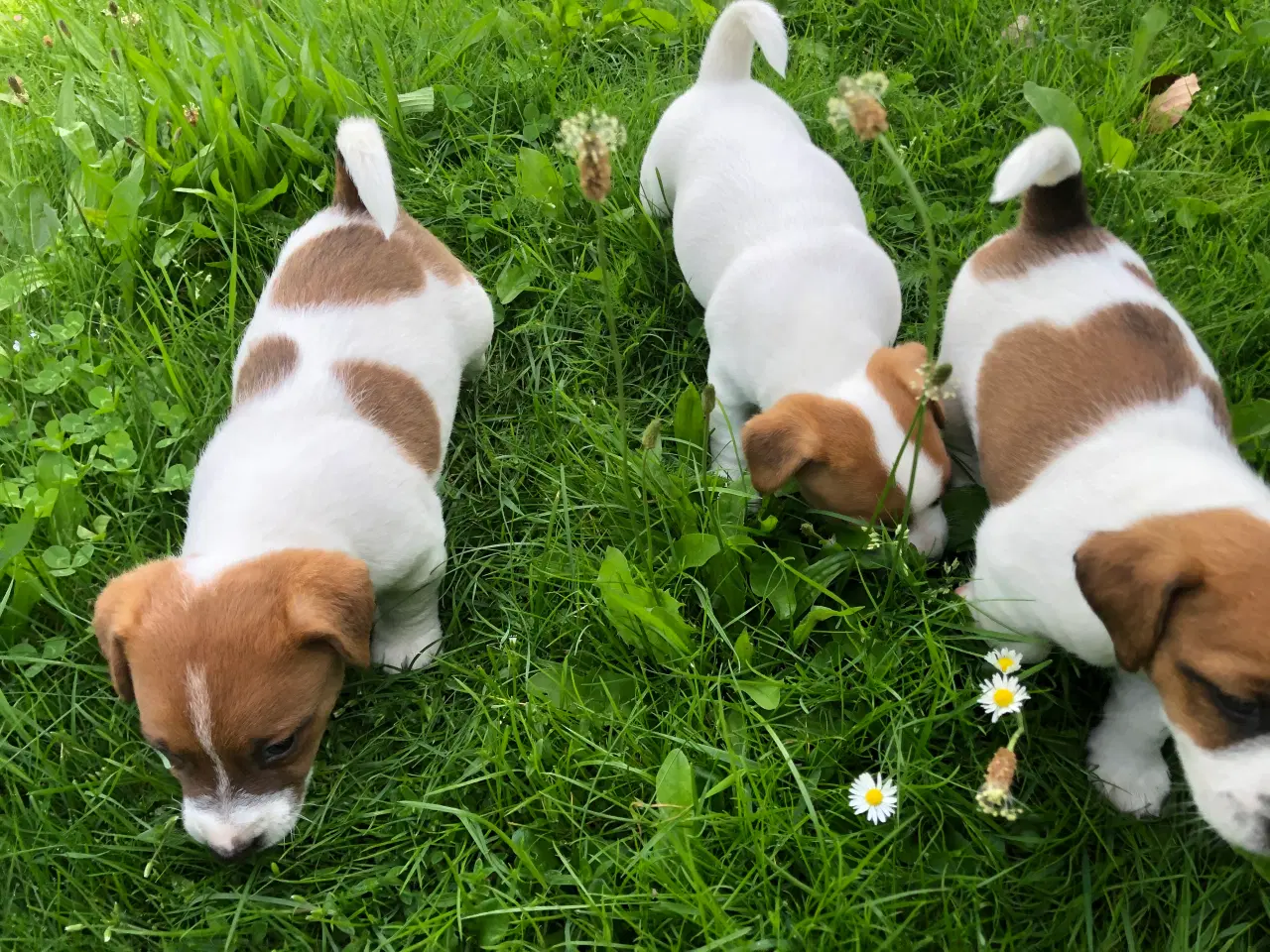 Billede 18 - Jack Russell Terrier