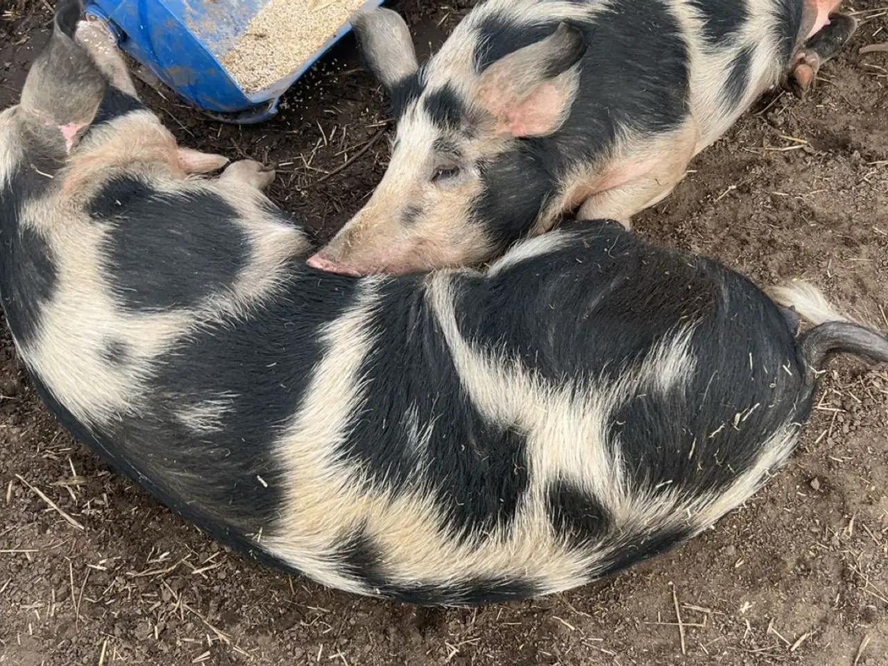 Billede 1 - Sort broget dansk landrace