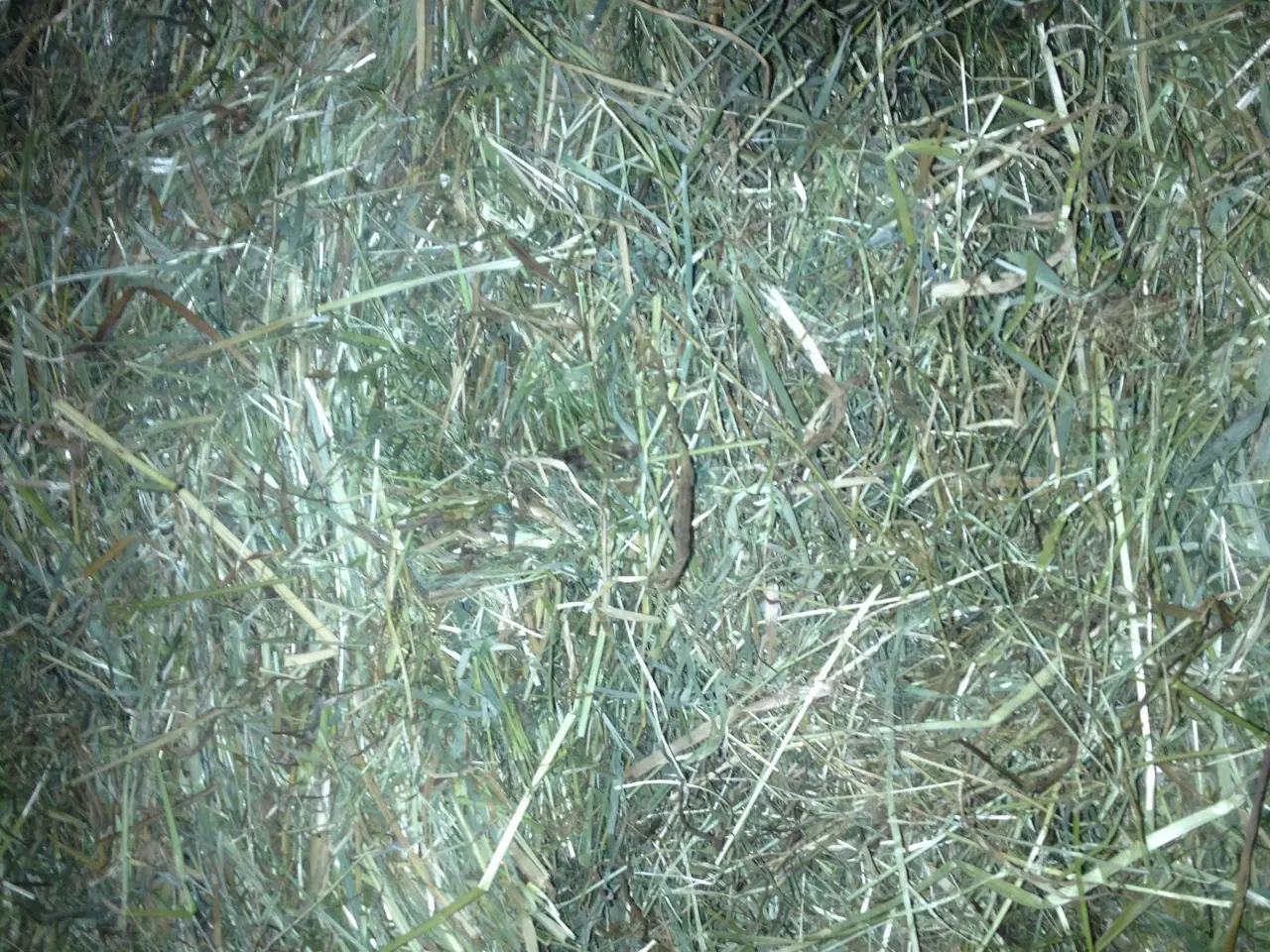 Billede 5 - Enghø sælges