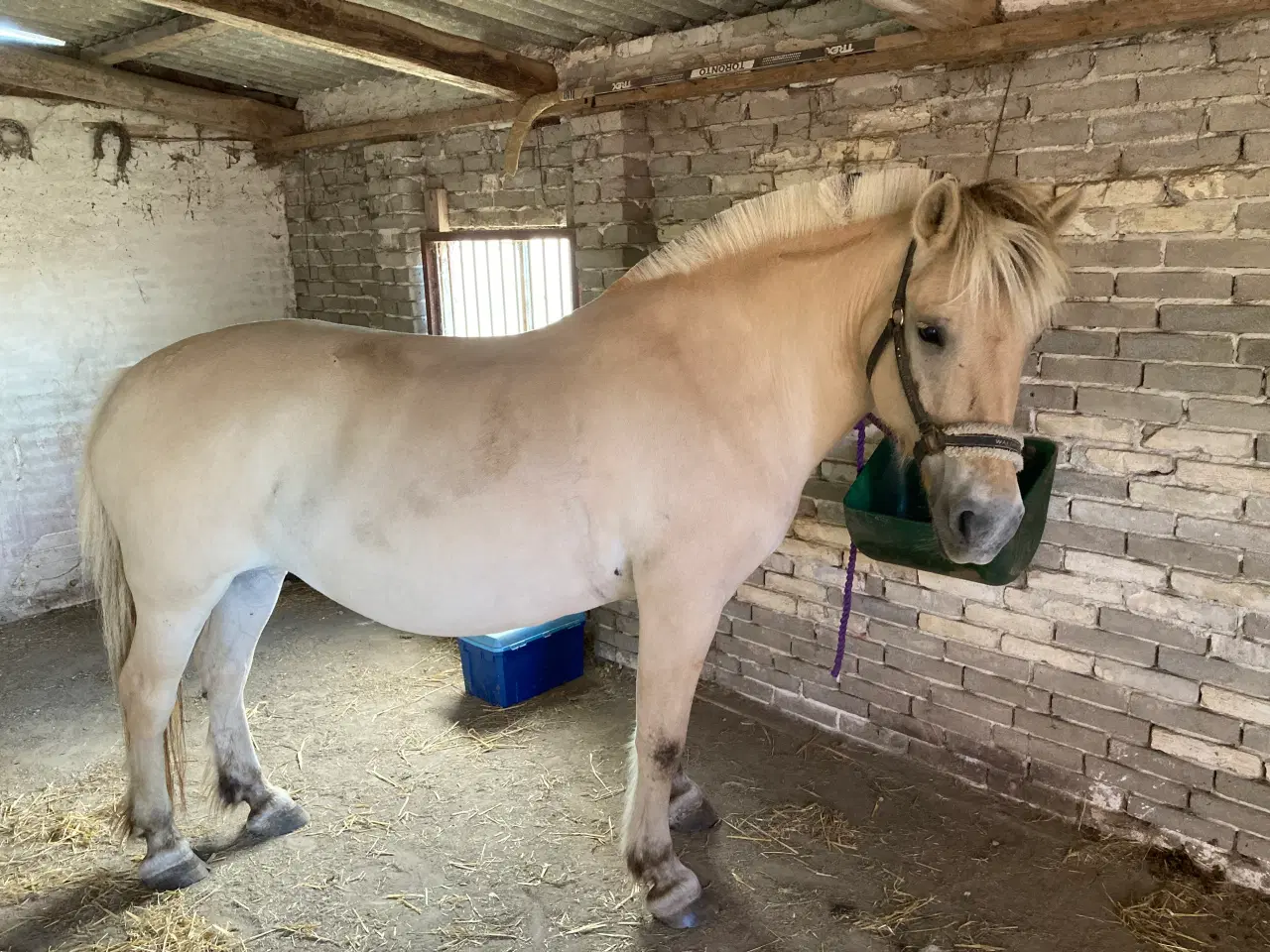 Billede 2 - Fjordhest sælges eller udlånes som selskabshest