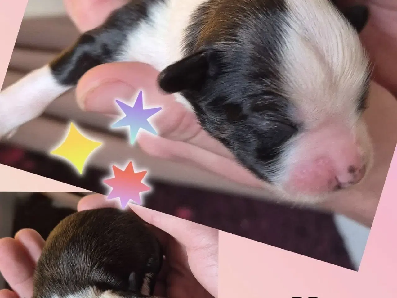 Billede 1 -   Chinese Crested Powder Puff hvalpe – klar til re