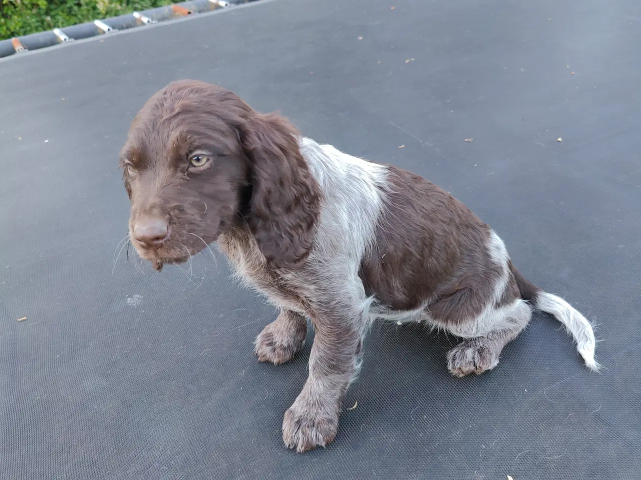 Billede 6 - Hundehvalpe Kleiner Münsterländer 
