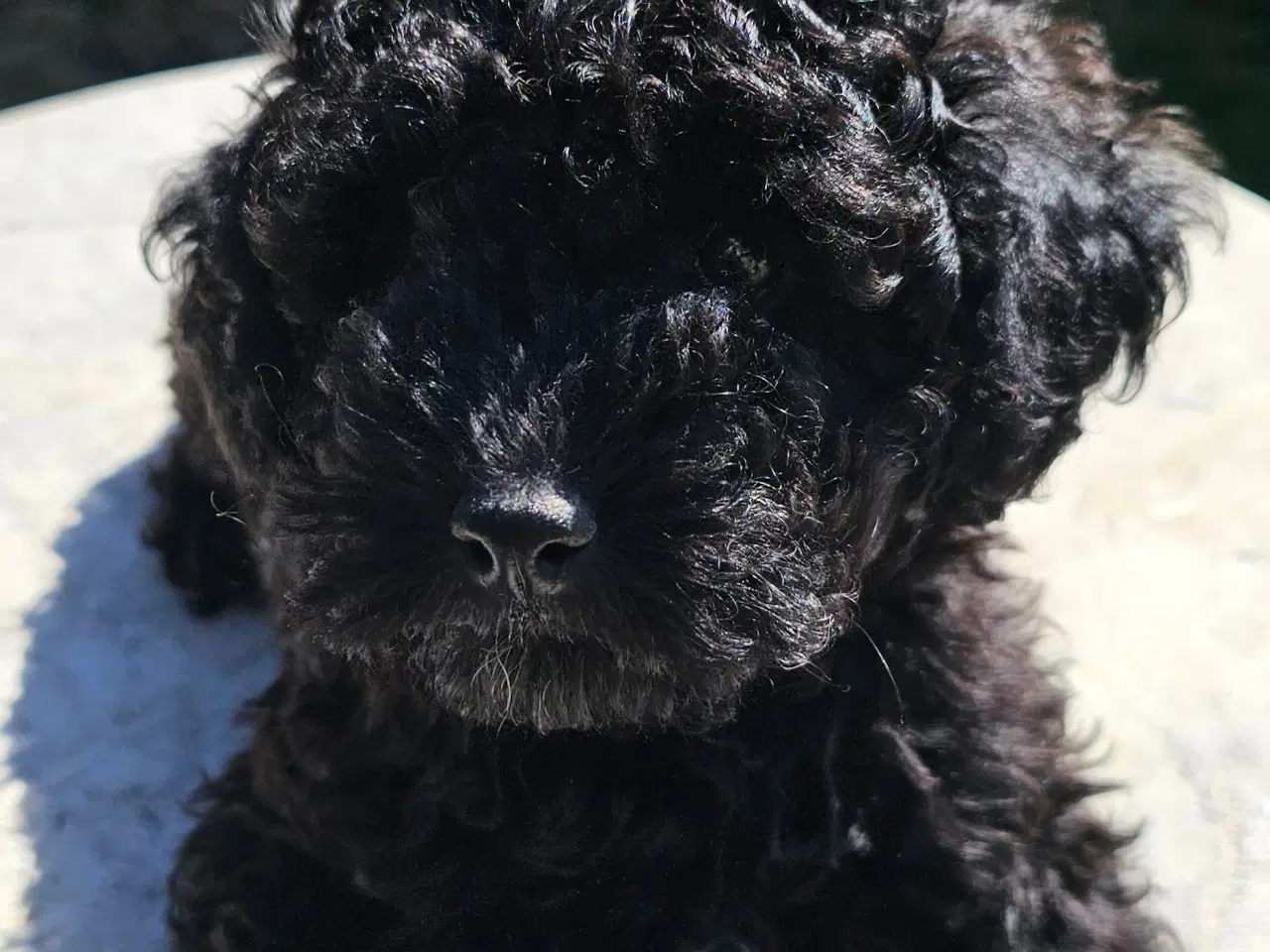 Billede 5 - Dværgpuddel hvalpe - hanner