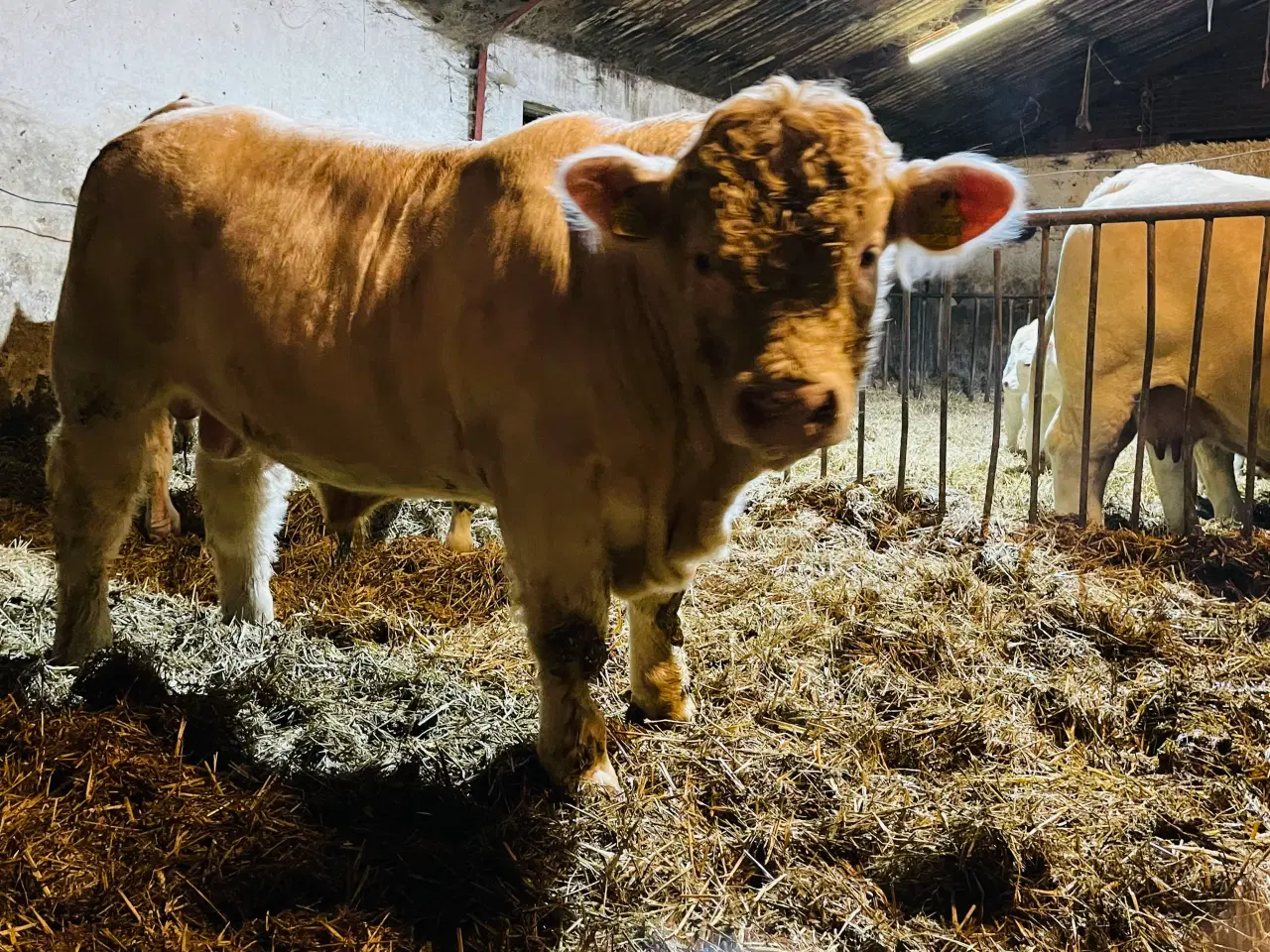 Billede 2 - Salgsopstilling – Charolais Tyr