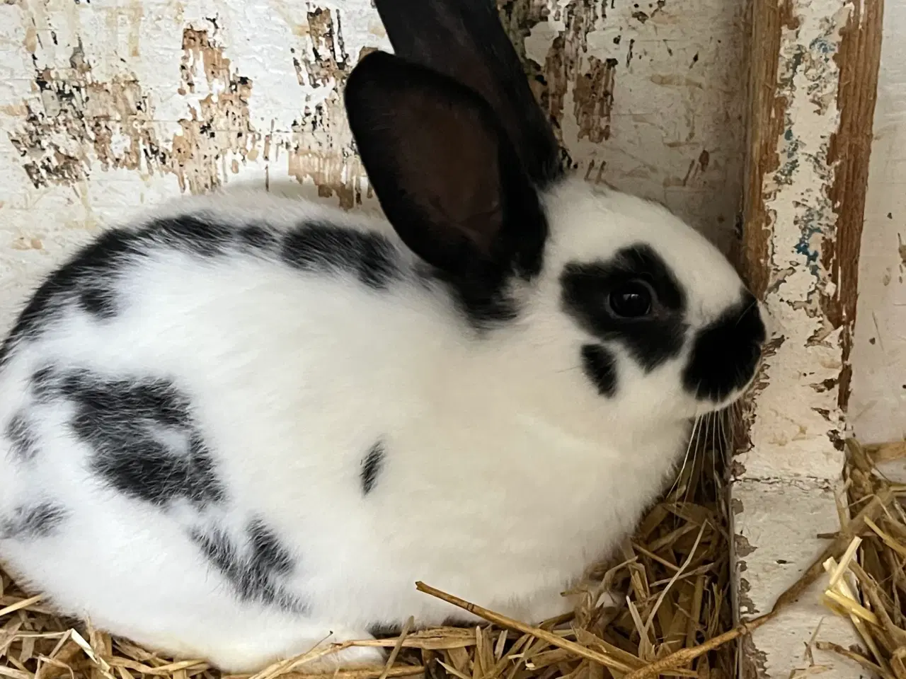 Billede 2 - Plettede unger