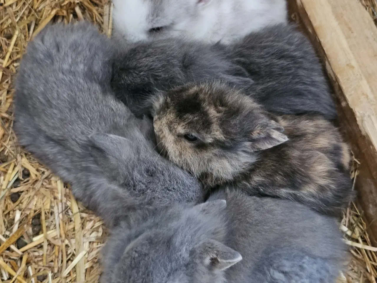 Billede 4 - Kanin unger 