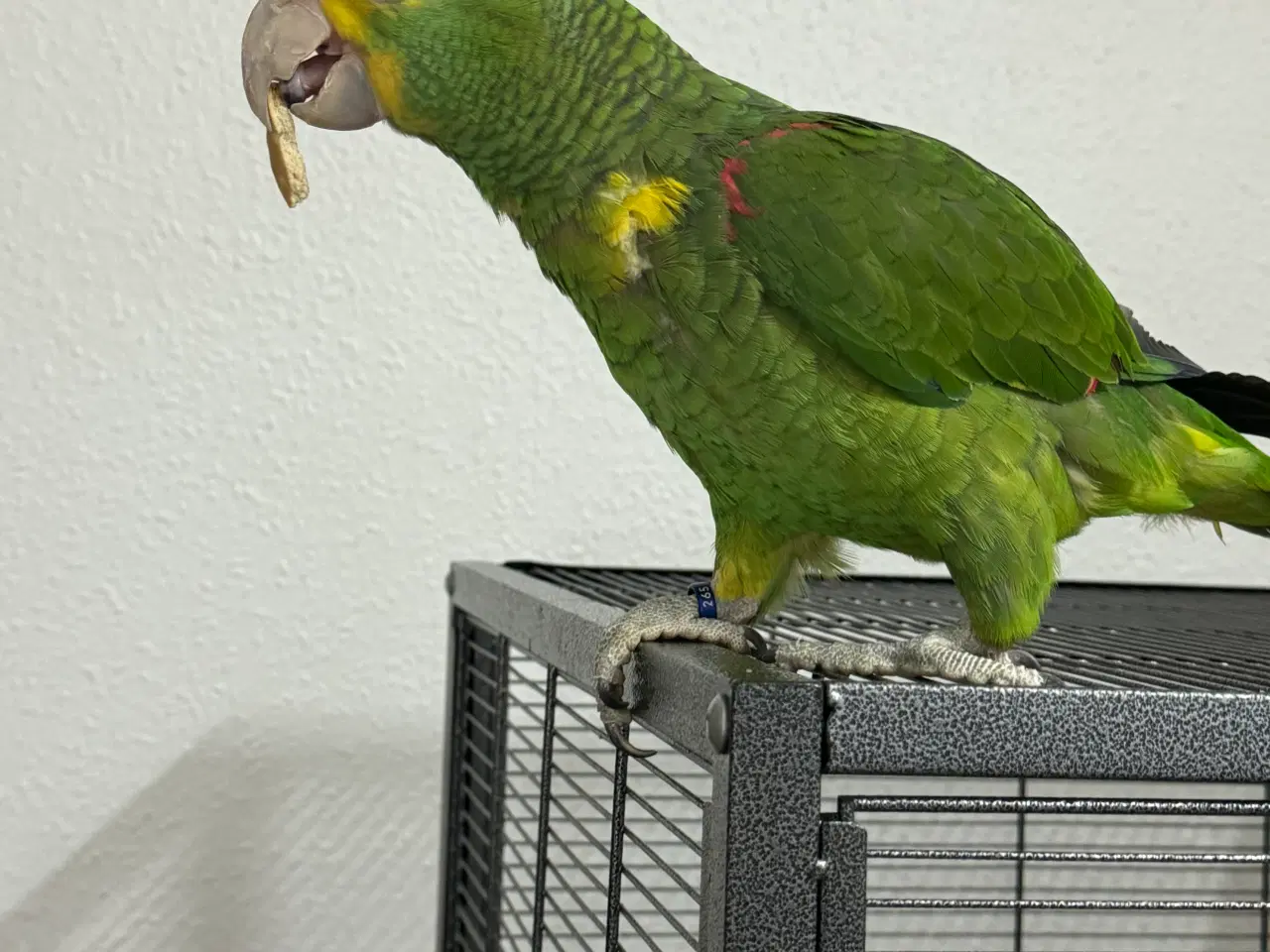 Billede 3 - Amazon papegøje 