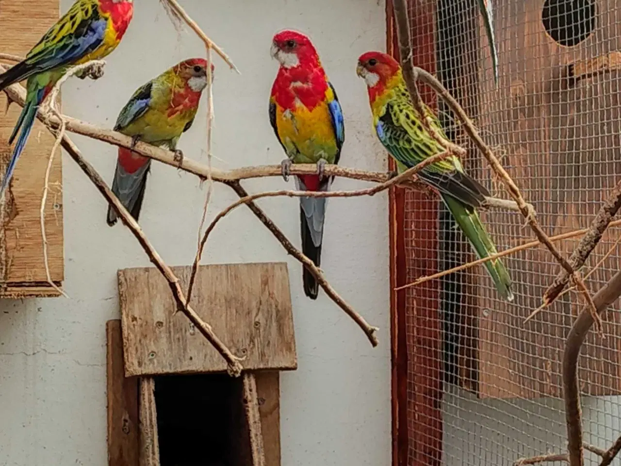 Billede 2 - Gulrygget rosella  RESEVERET 
