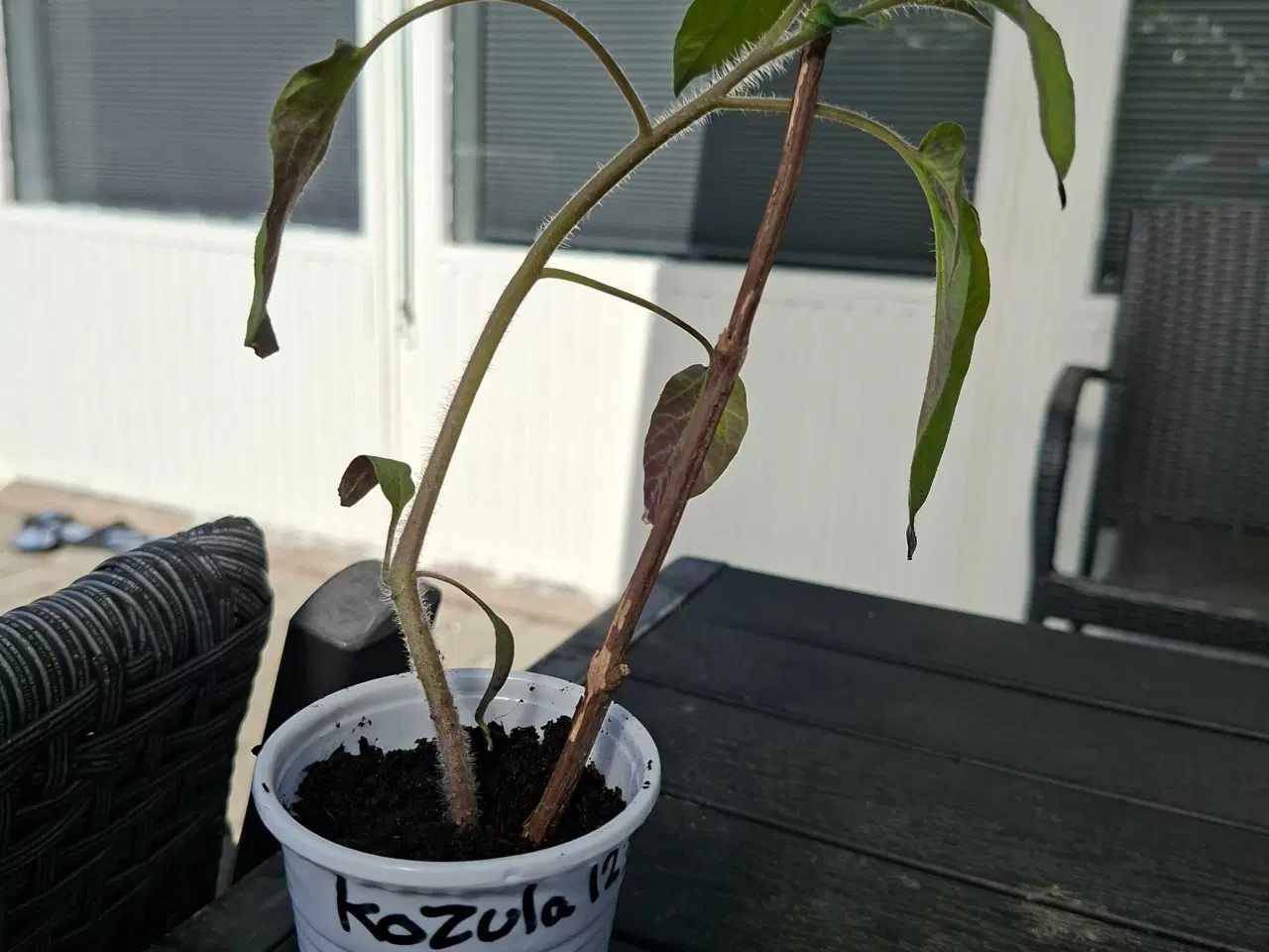 Billede 6 - Tomatplanter sælges.