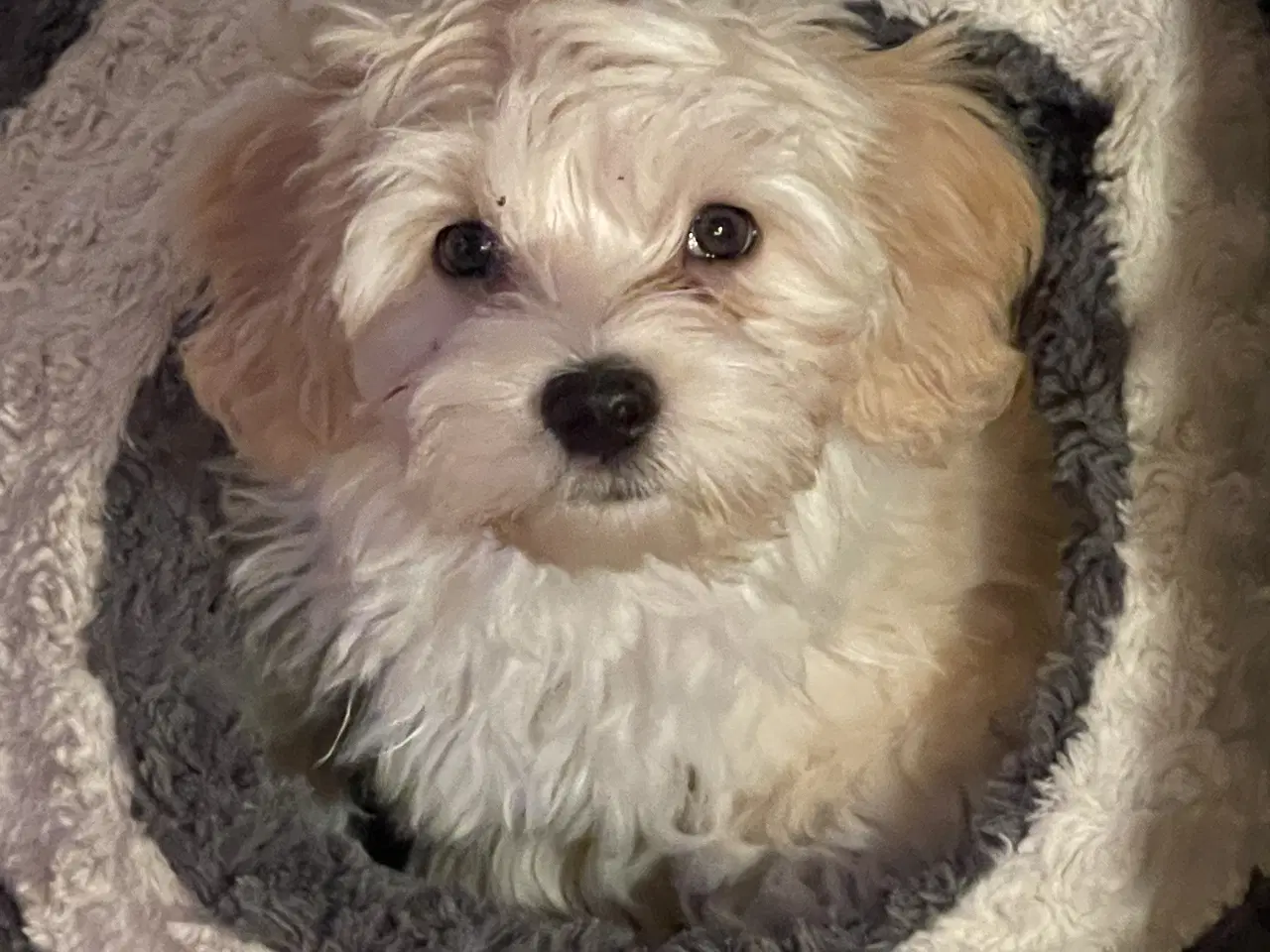 Billede 7 - Bichon Havanais hvalpe