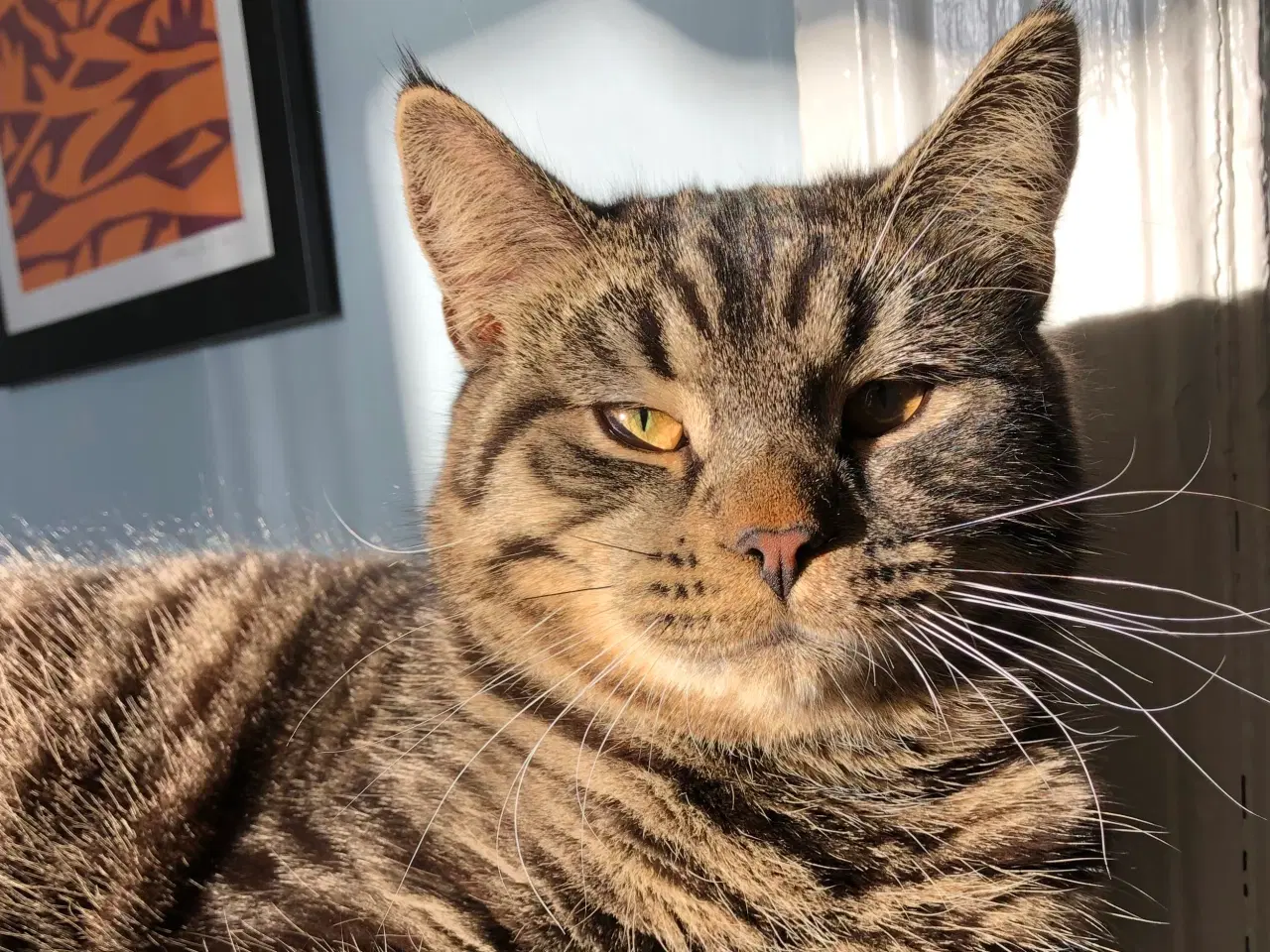 Billede 5 - British / huskat blanding