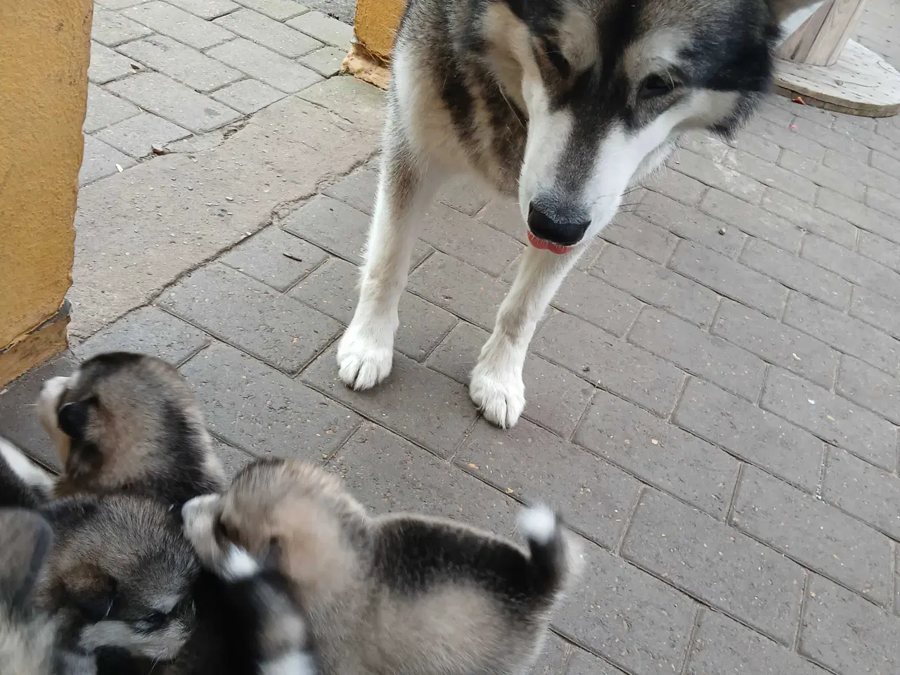Billede 7 - Alaskan malamute hvalpe sælges