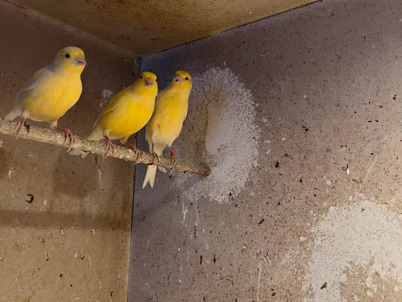 Billede 4 - Karnarier