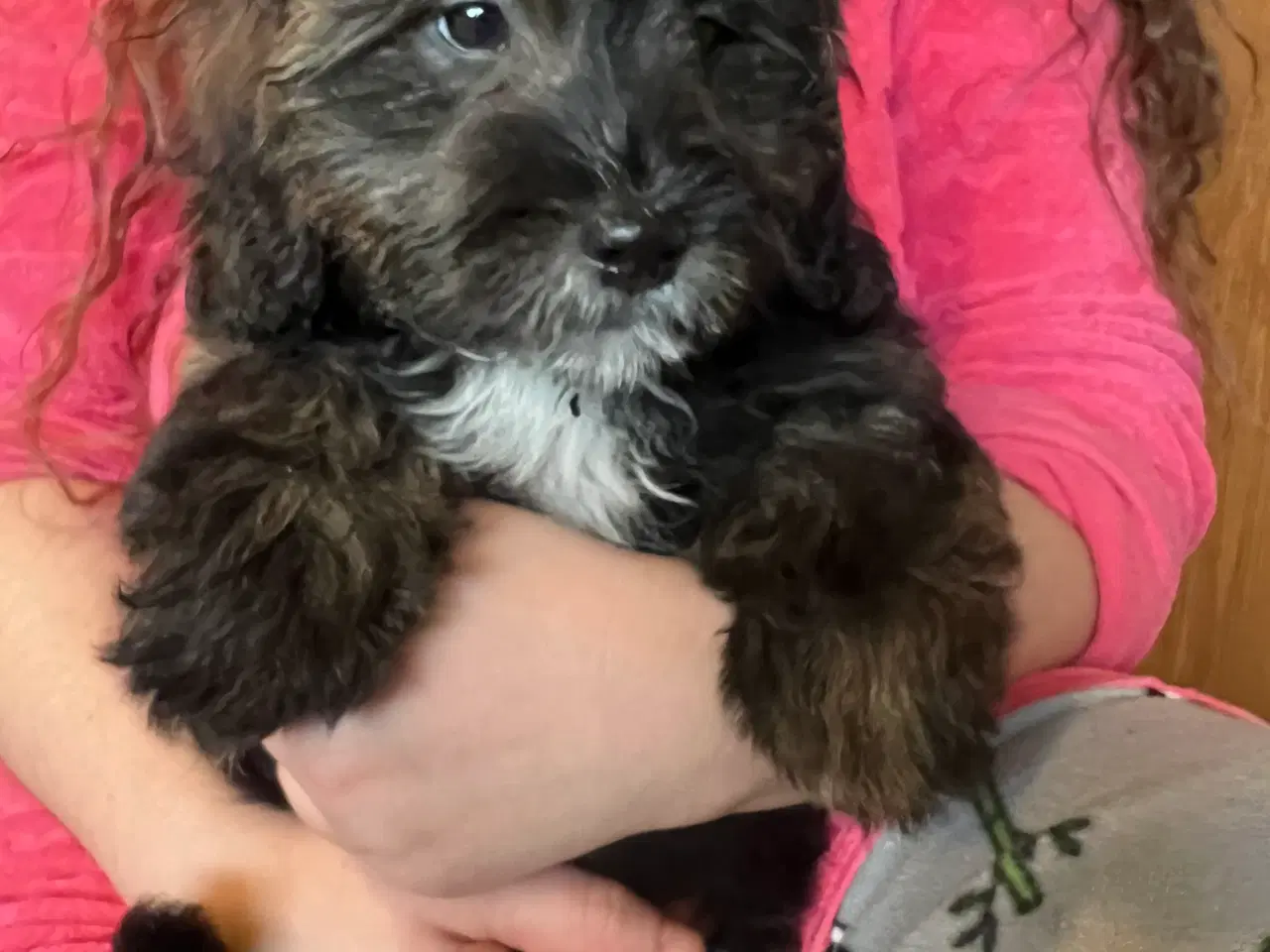 Billede 11 - Rejseklar Shihpoo /Klar i dit nye hjem/