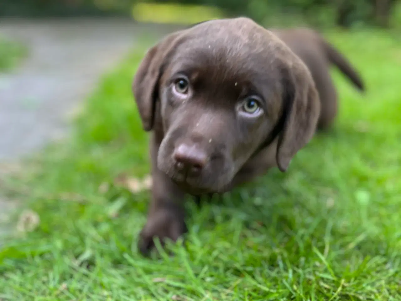 Billede 5 - Brune Labrador F1 hvalpe
