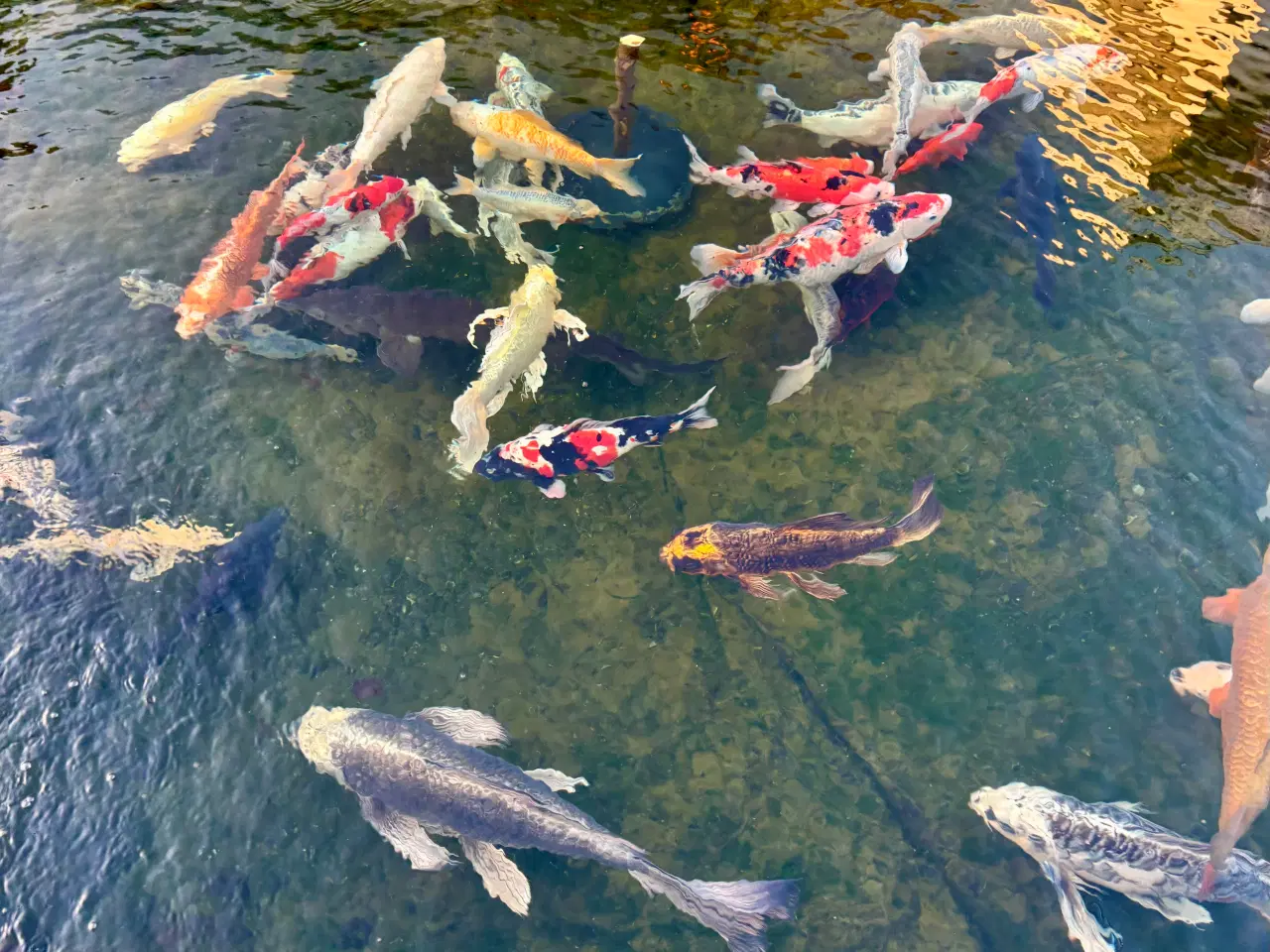 Billede 3 - Koi karper sælges billigt