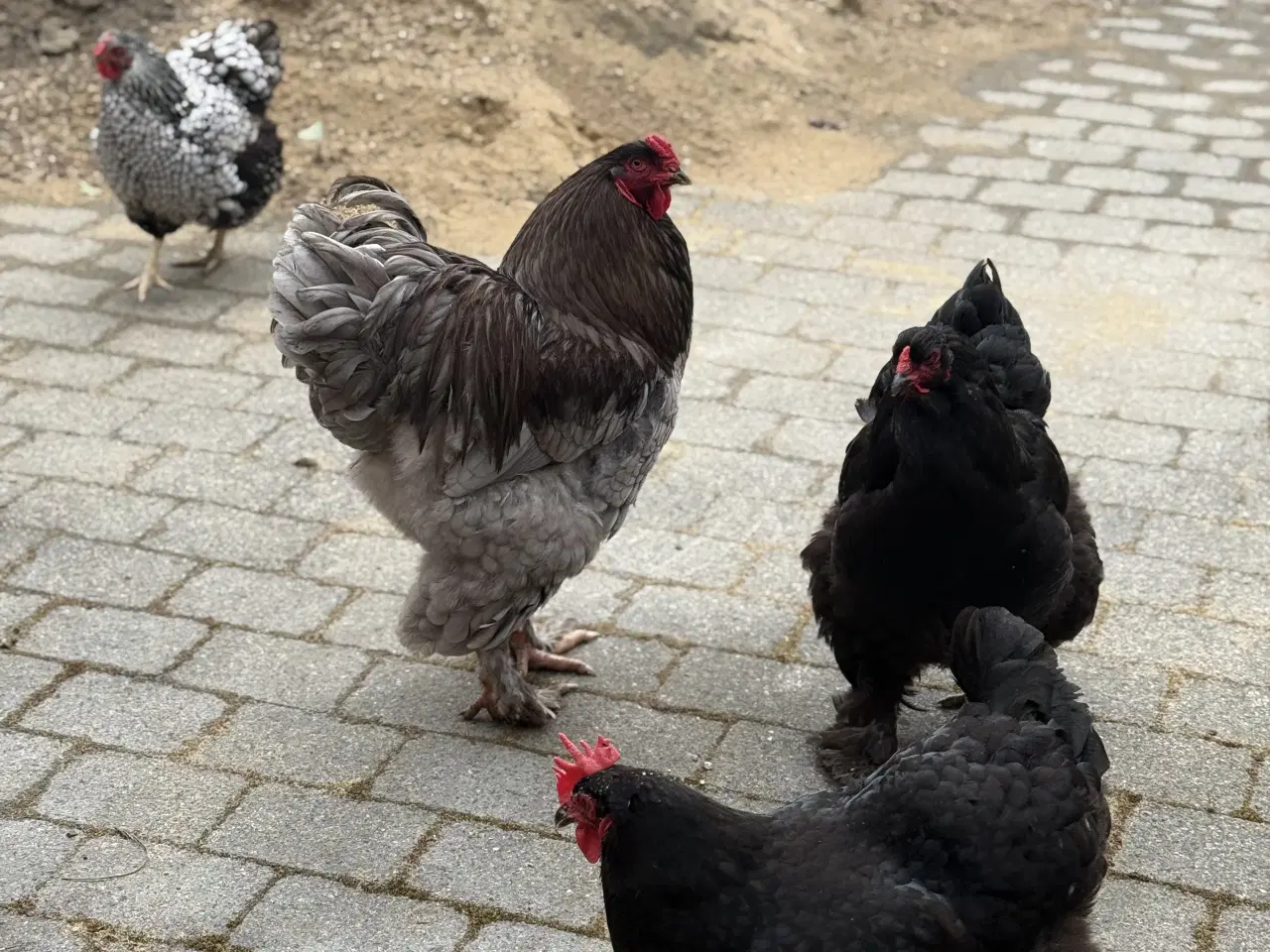 Billede 1 - Rugeæg Brahma stor