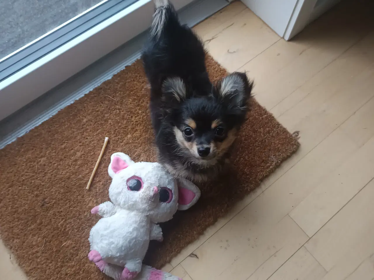 Billede 1 - Chihuahua/Pomeranian 