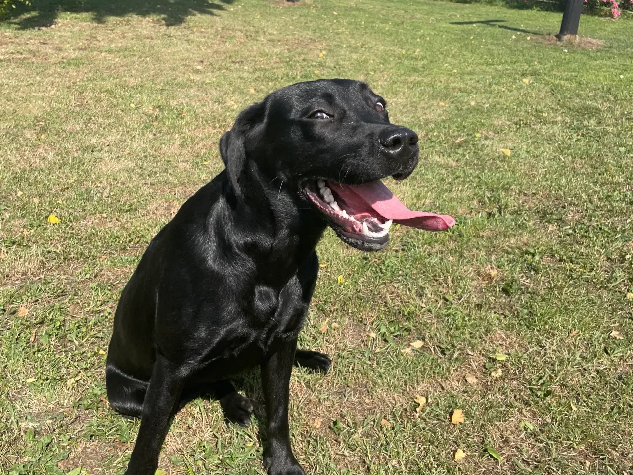 Billede 4 - Labrador 
