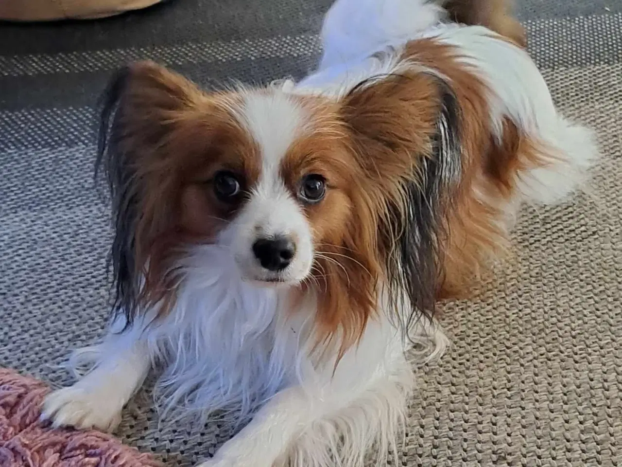 Billede 4 - Maltipoo/Papillion