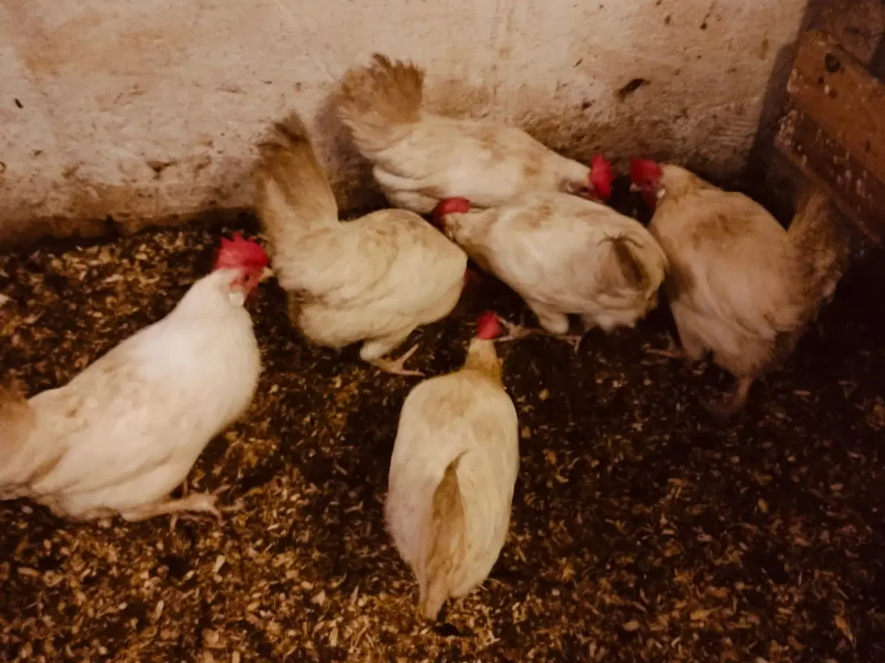 Billede 1 - Hvide italienere 6 stk