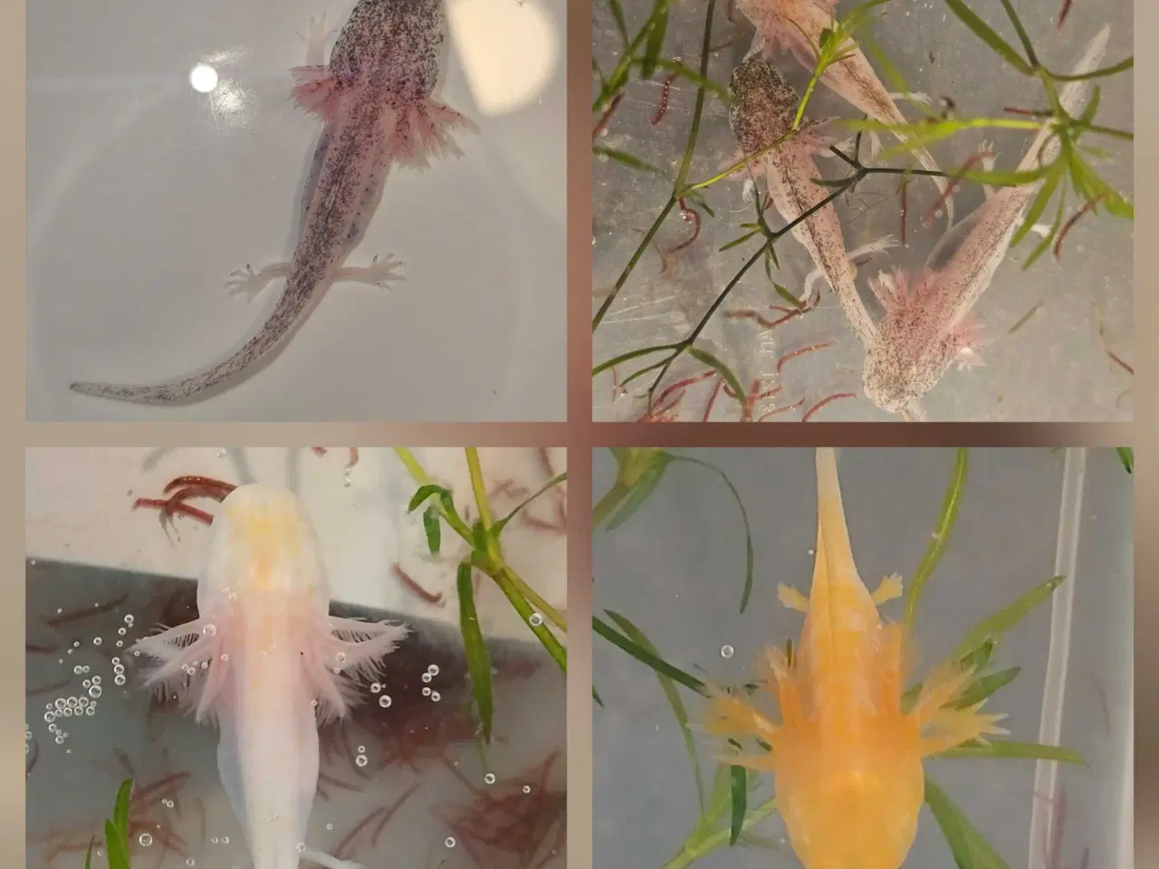 Billede 11 - Golden Mosaik axolotl 