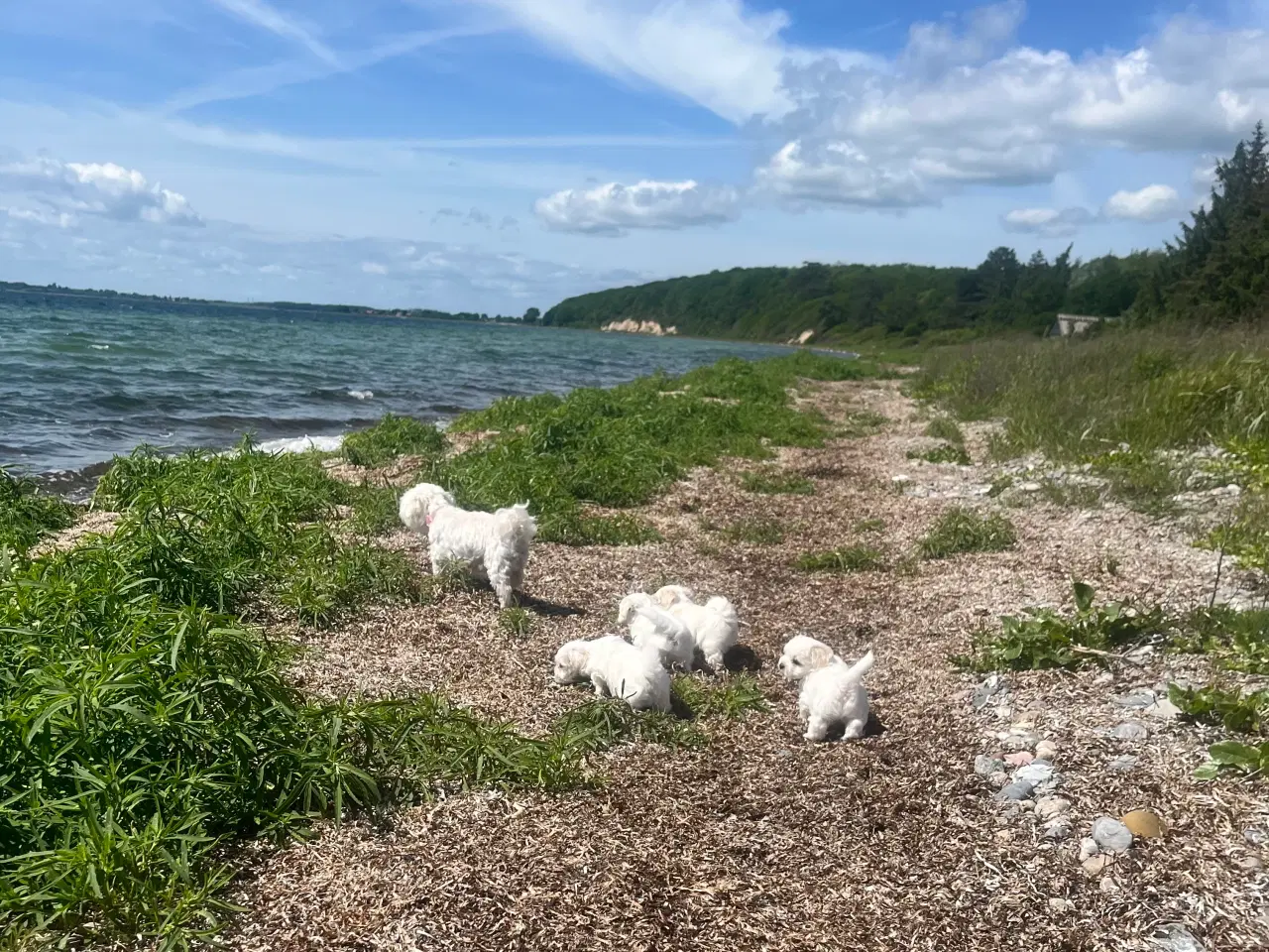 Billede 3 - Malteser/shih Tzu hvalp