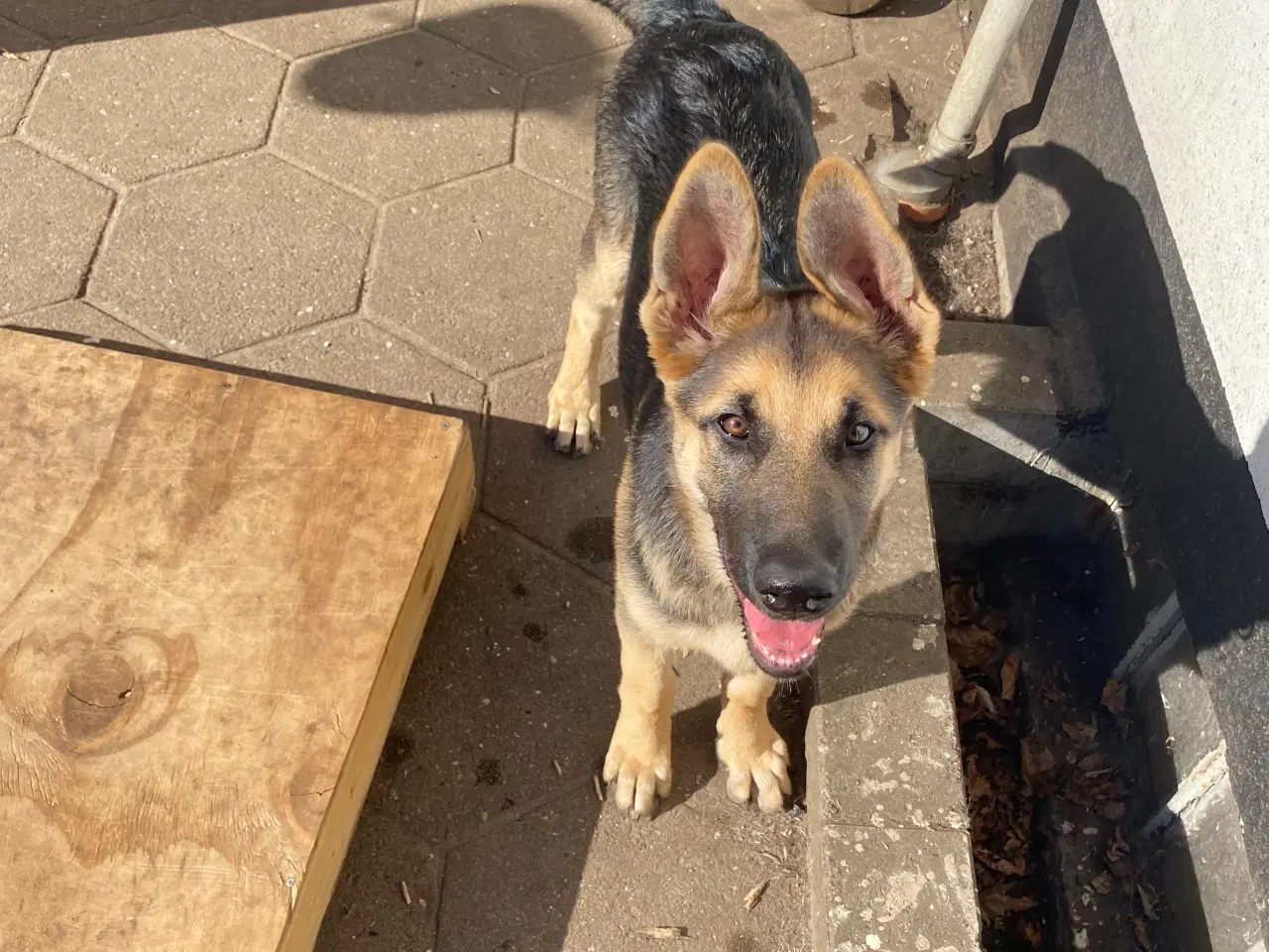 Billede 8 - Lækker dejlig schæferhund hvalp søger nyt hjem 