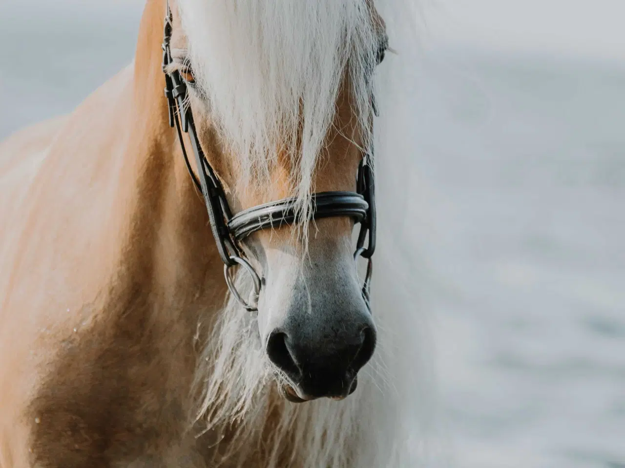 Billede 2 - Smuk, kåret haflinger 