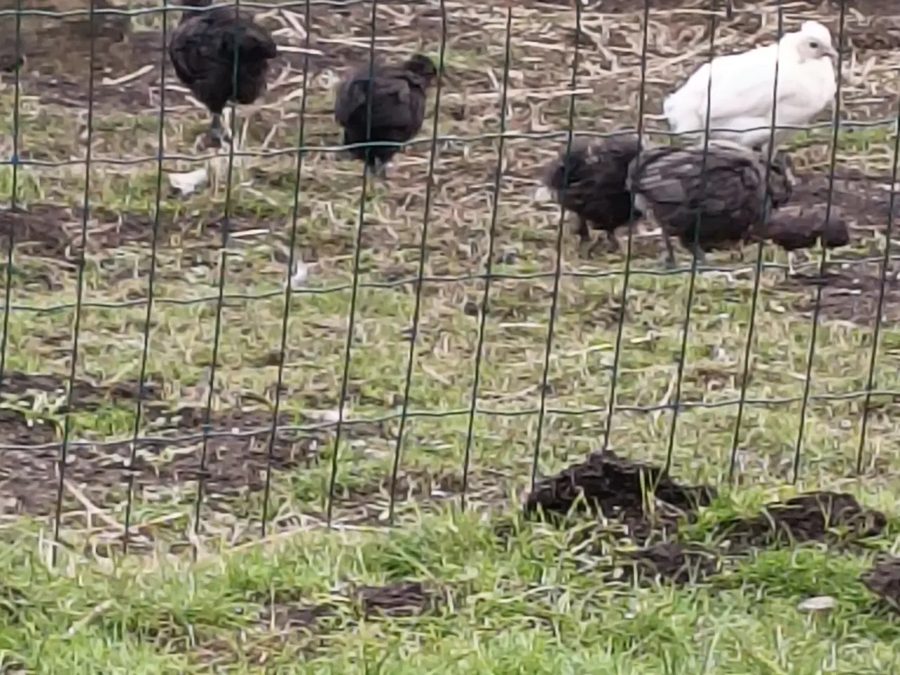 Billede 3 -  Fine kyllinger 