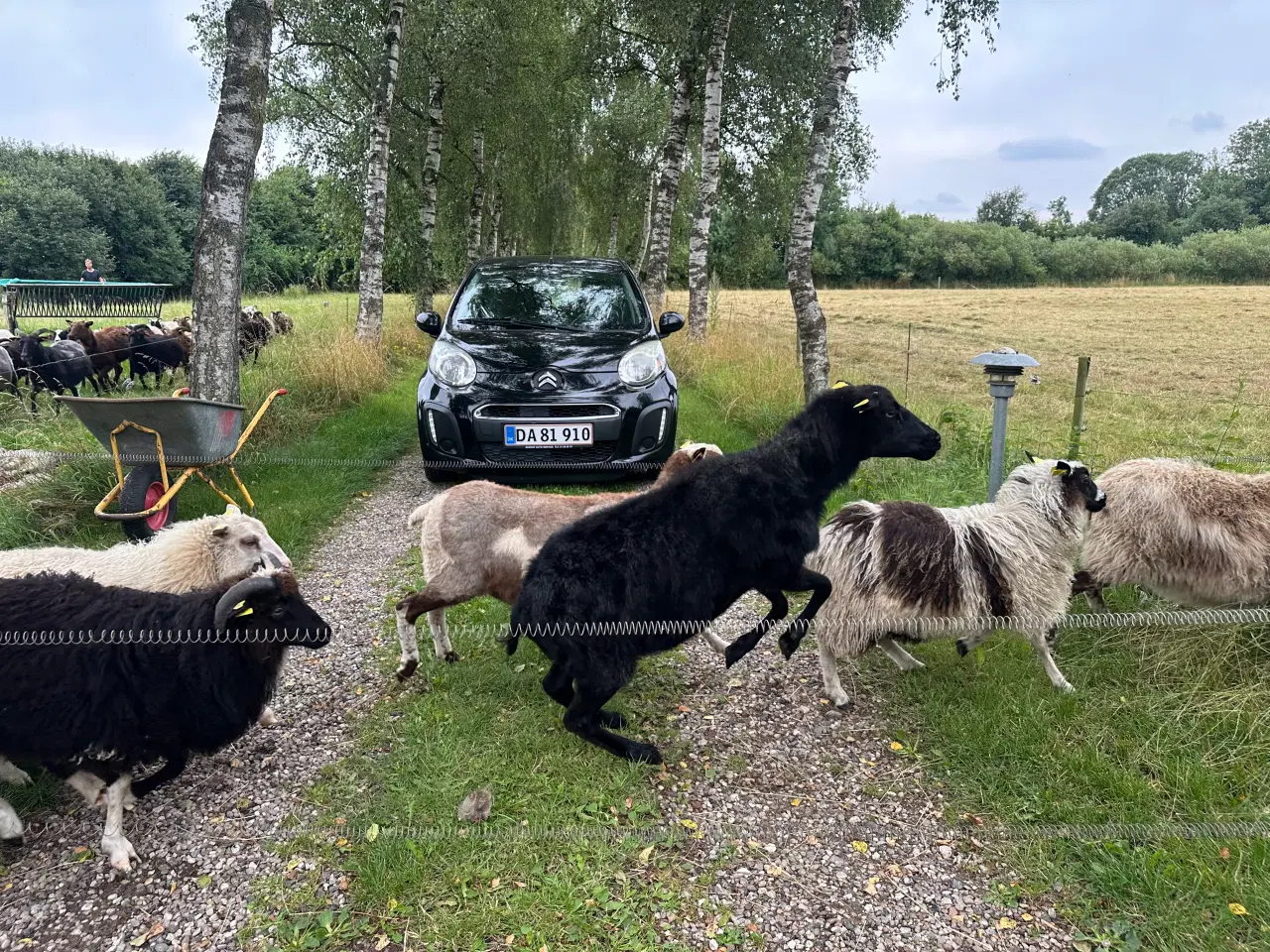 Billede 4 - Får og lam sælges 