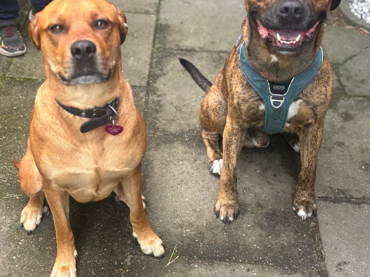 Billede 6 - FamilyGuardianMix - Love bombs 🩶💣