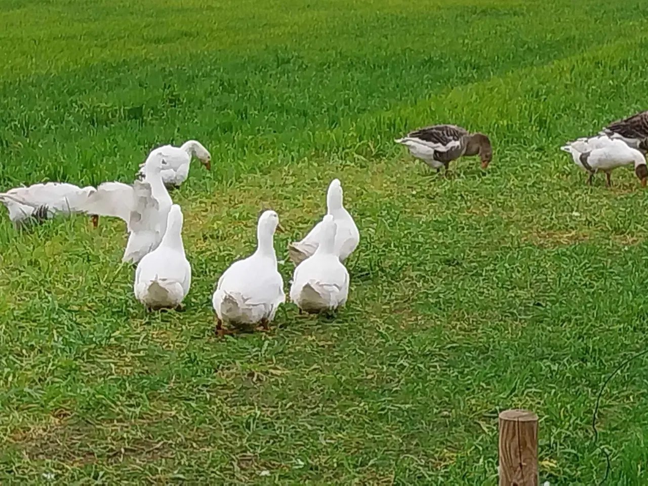 Billede 2 - Dansk Landand