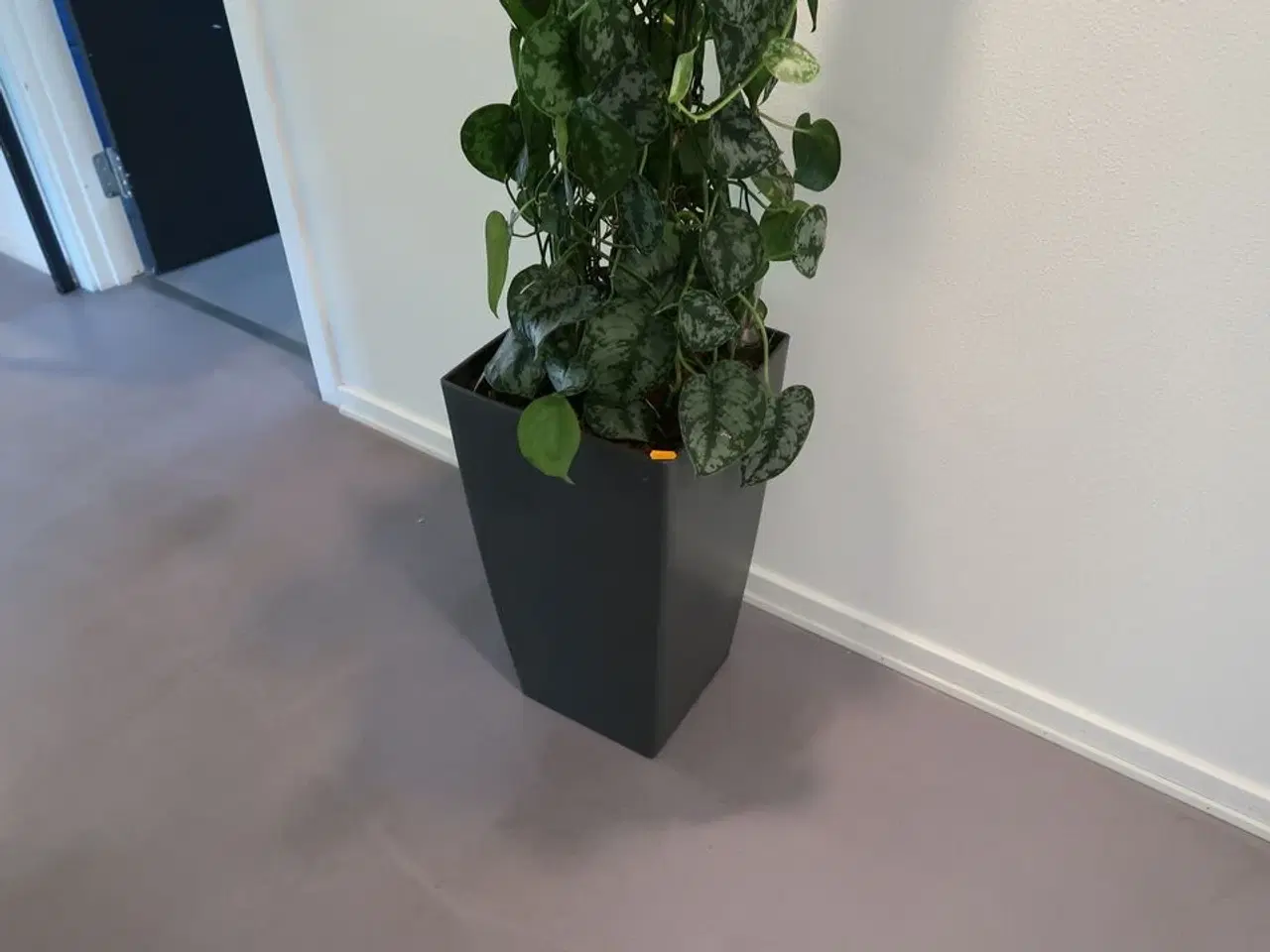 Billede 3 - Plante i krukke