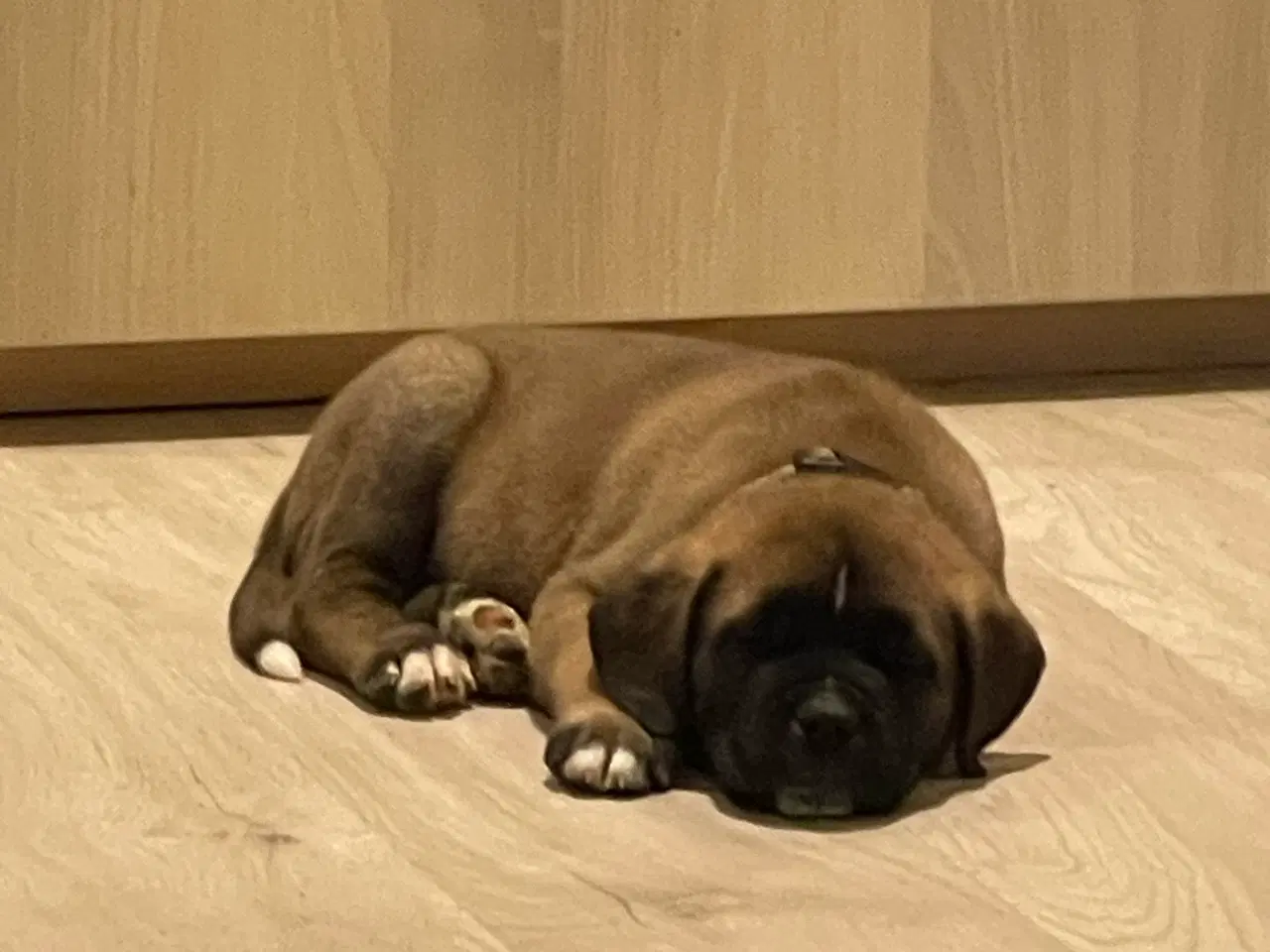 Billede 4 - Bullmastiff / Sankt Bernhard Blandingen