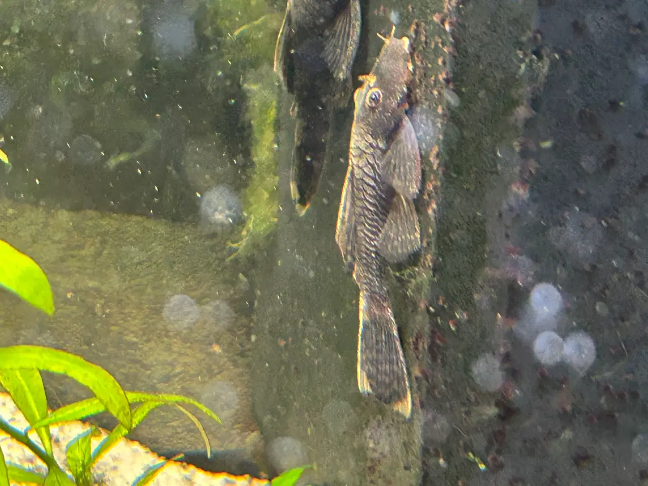 Billede 5 - 🐟 LDA16 Ancistrus maller – sunde og aktive 