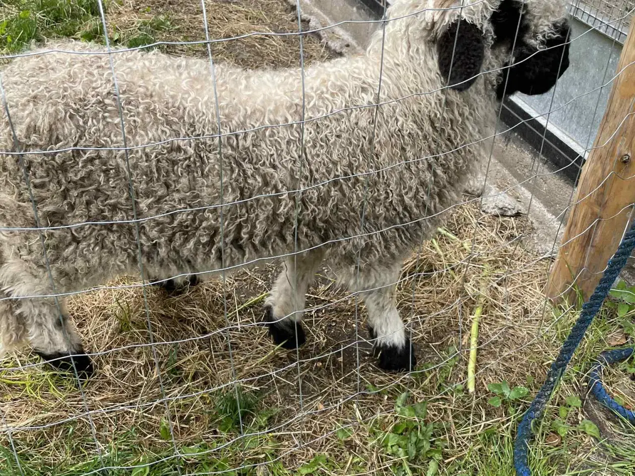 Billede 1 - 1 Stk Vallais Blacknose Vædder lam. (FLASKE LAM)