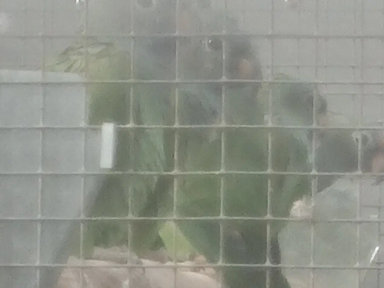 Billede 1 - Blåhovedet pionus 