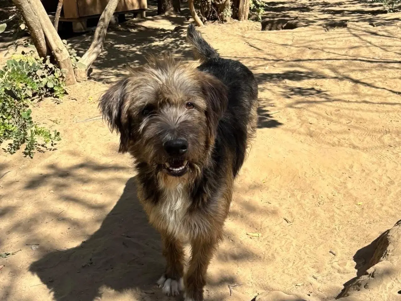 Billede 9 - Sødeste milde j.bieber søger et hjem