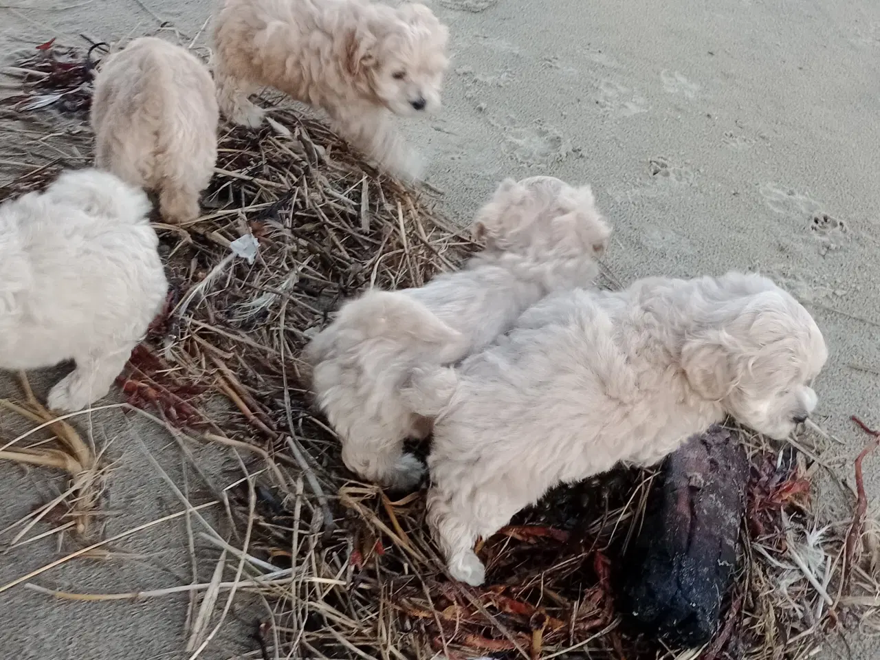 Billede 10 - Maltipoo hvalpe