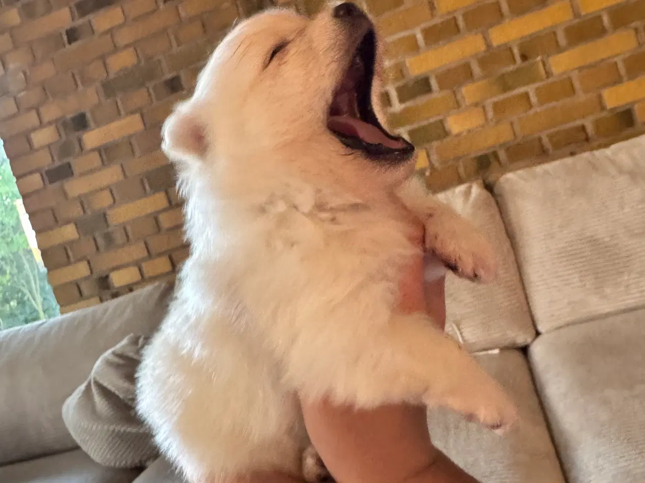 Billede 4 - Pomeranian Merle hvalp 
