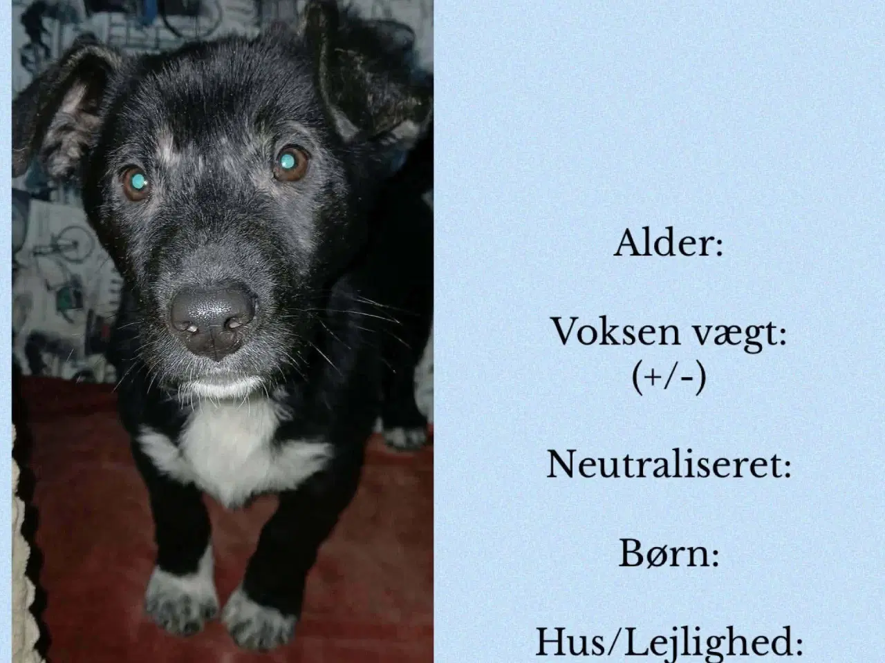 Billede 7 - Lille Per ønsker sig et hjem 