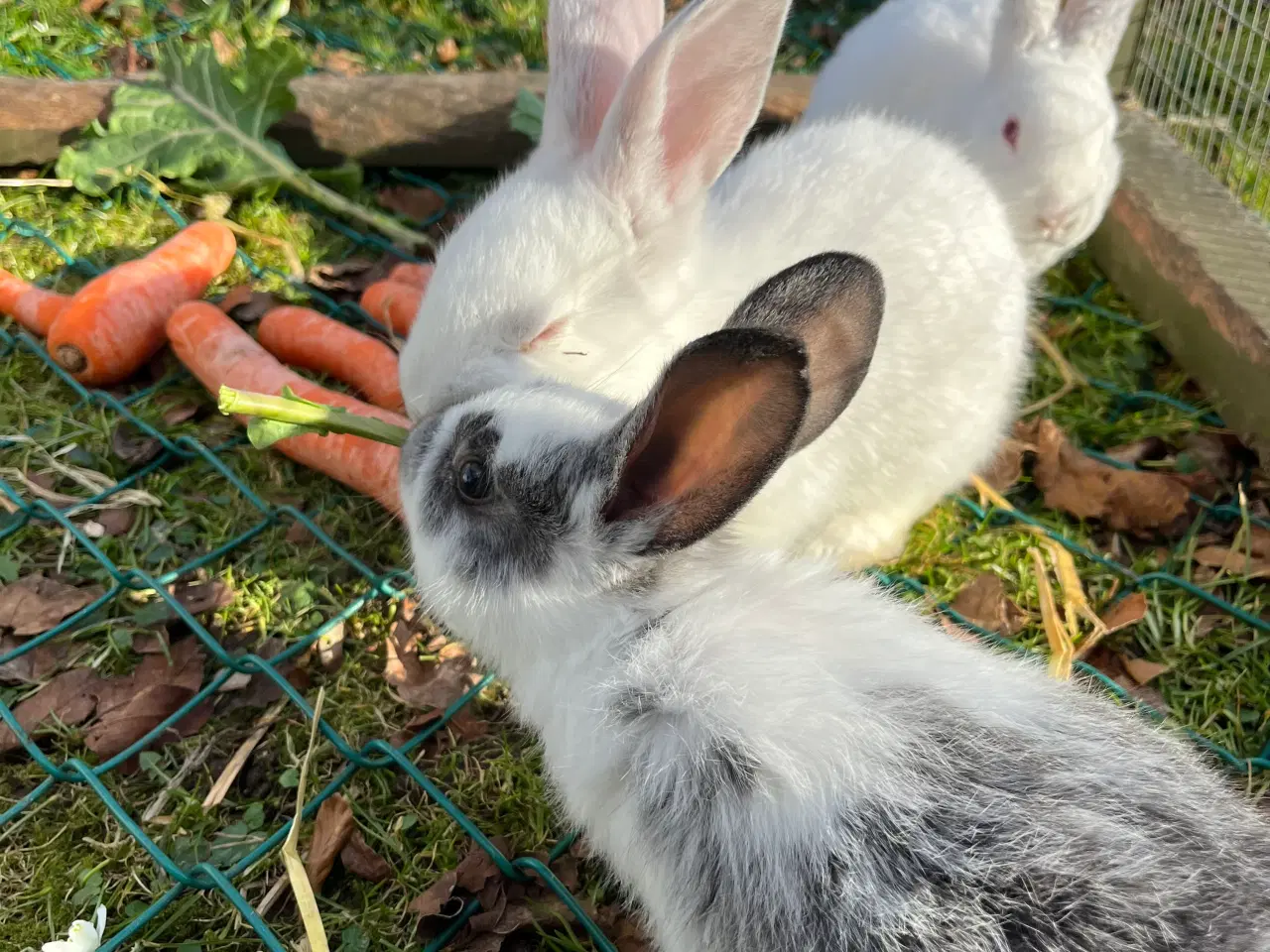 Billede 2 - Kaninunger sælges