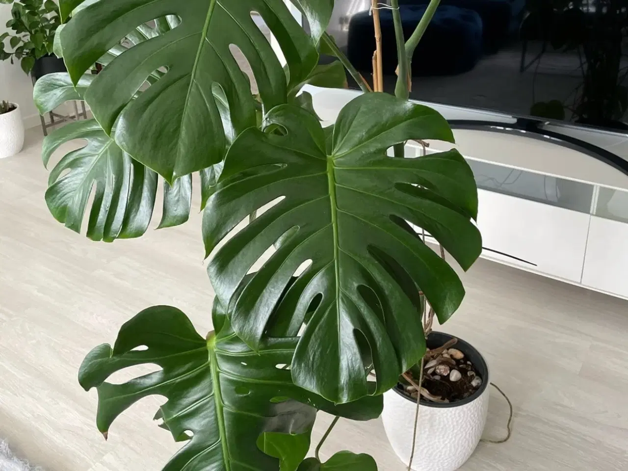 Billede 2 - Planter 