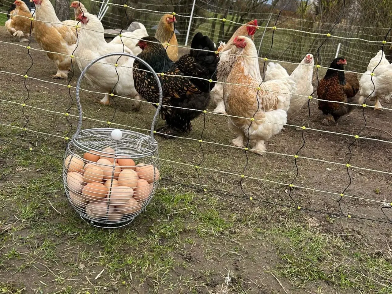 Billede 1 - Brahma rugeæg fra blandet flok
