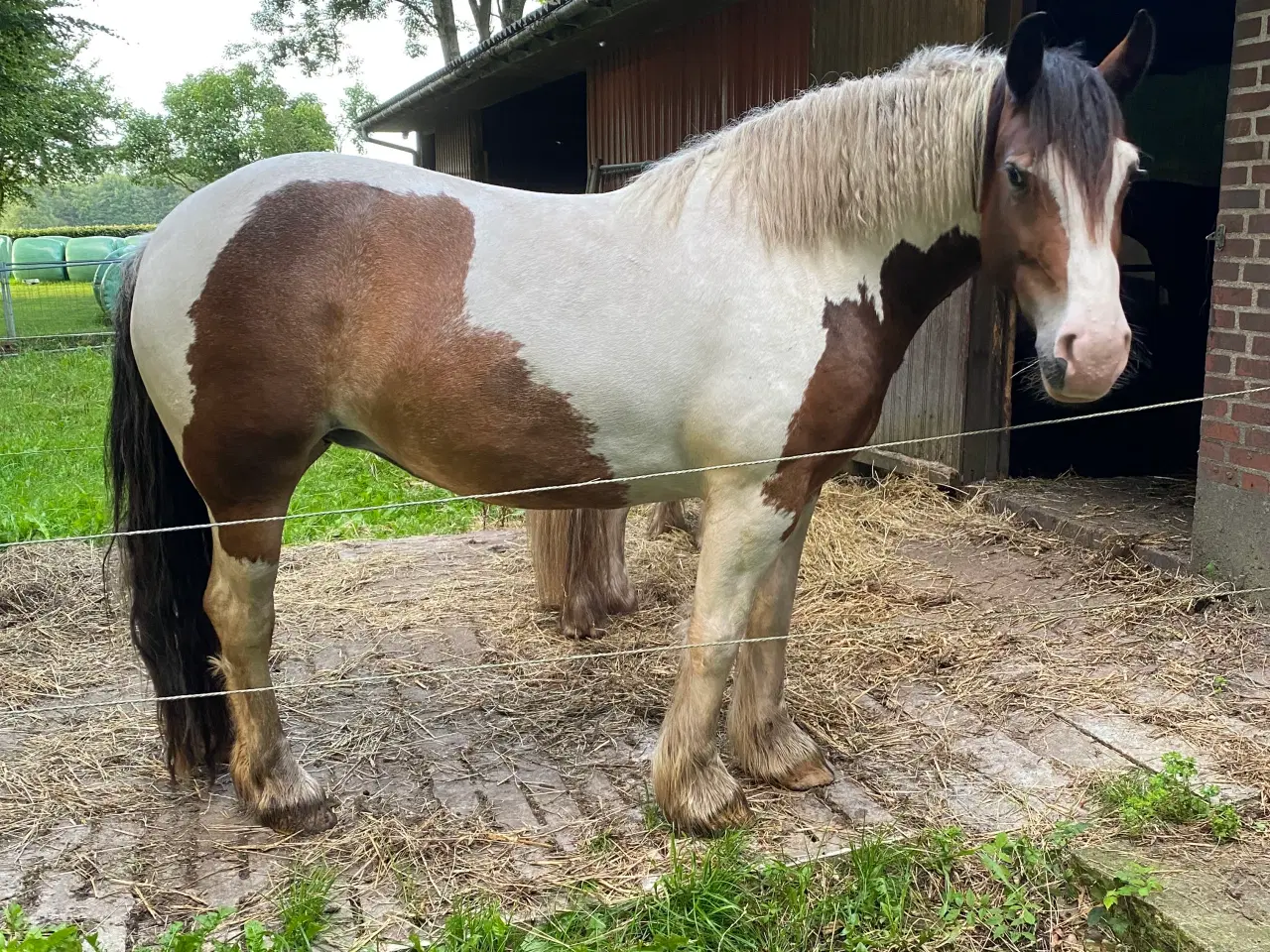 Billede 2 - Irish Cob hoppe